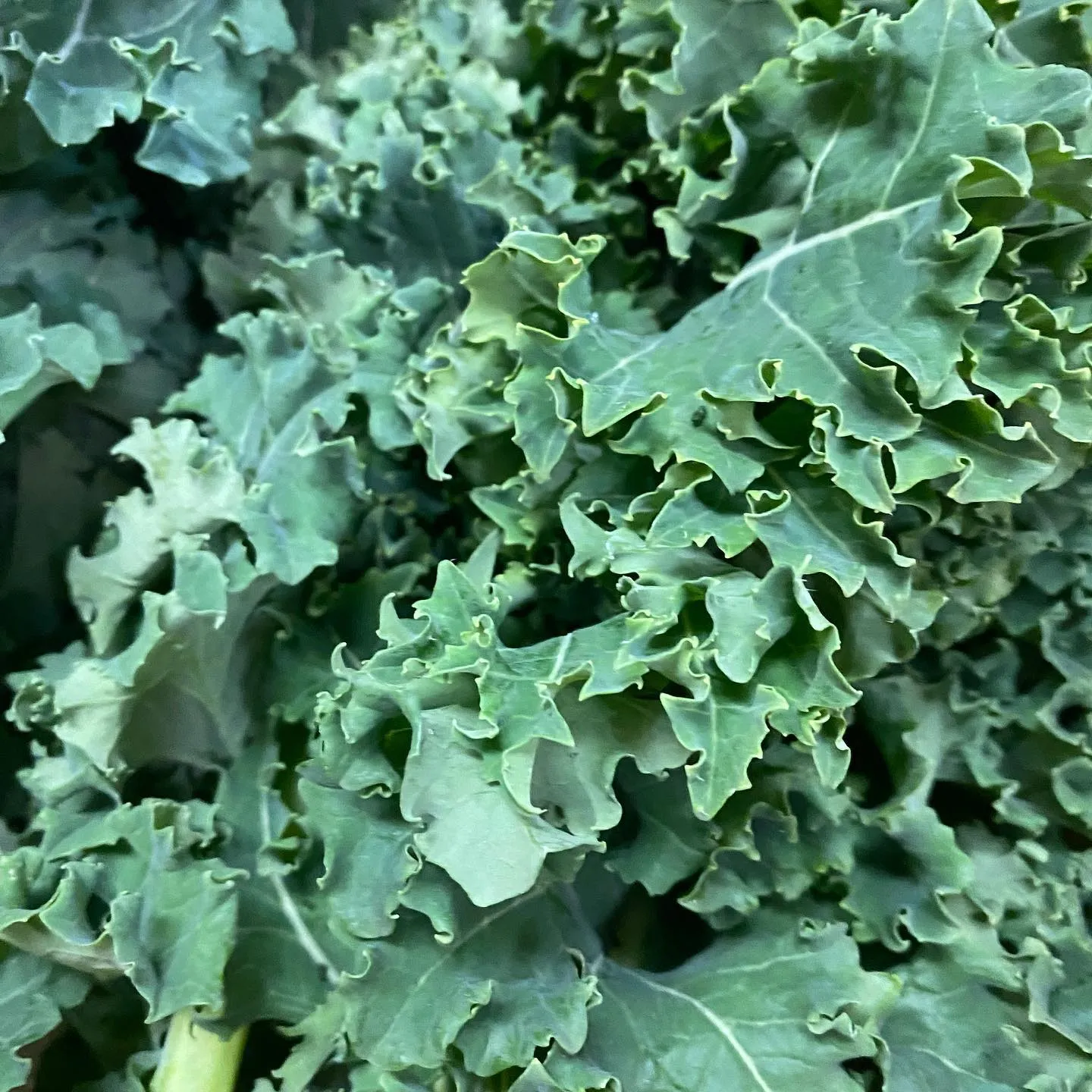 栃木県産生ケール入荷しました🥬