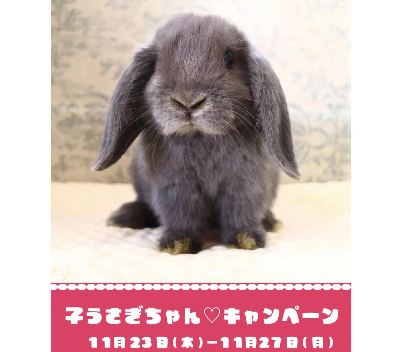 本日、5名の子うさぎがデビュー🐰✨