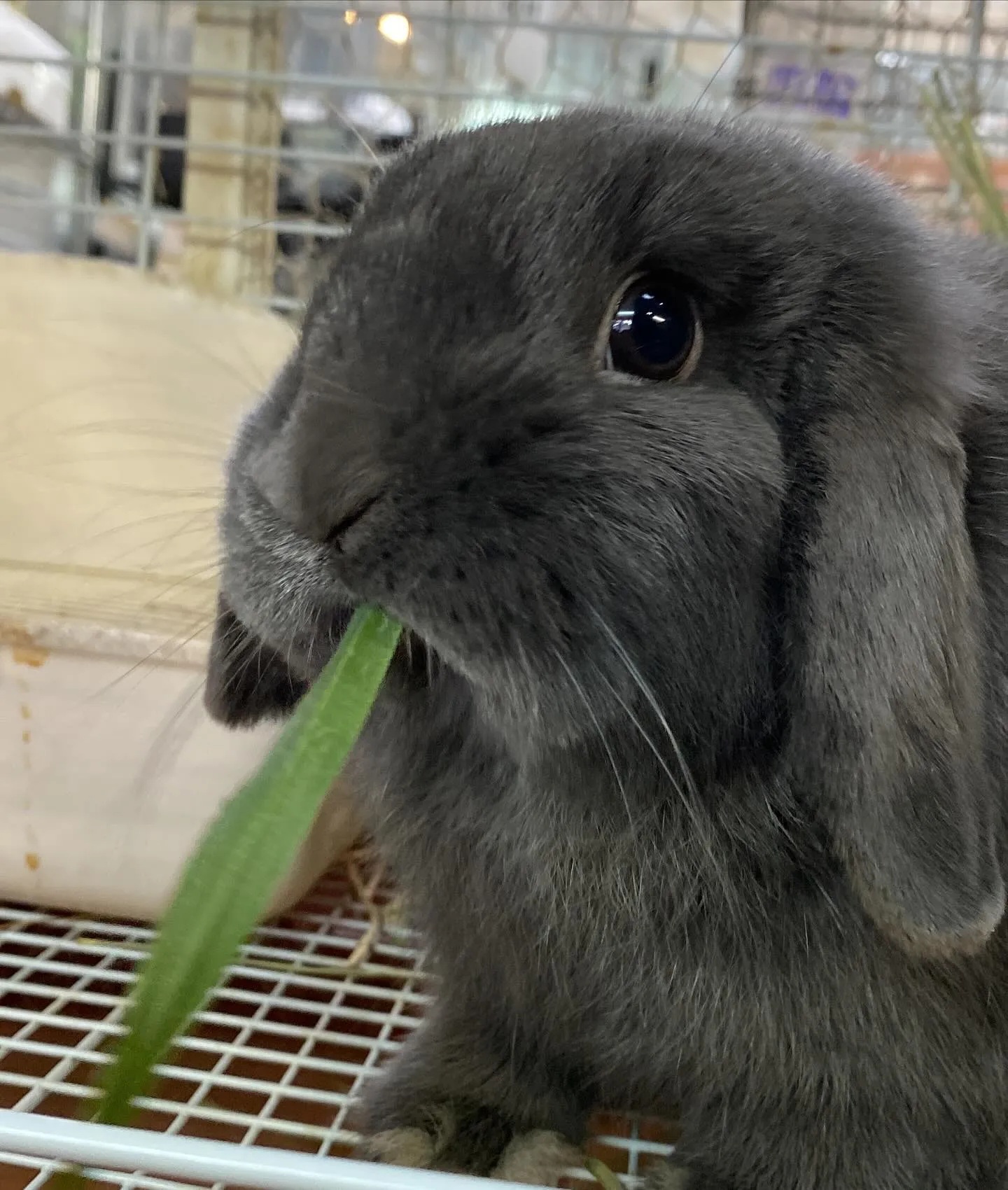 ☆ラキテ産生葉っぱシリーズ☆