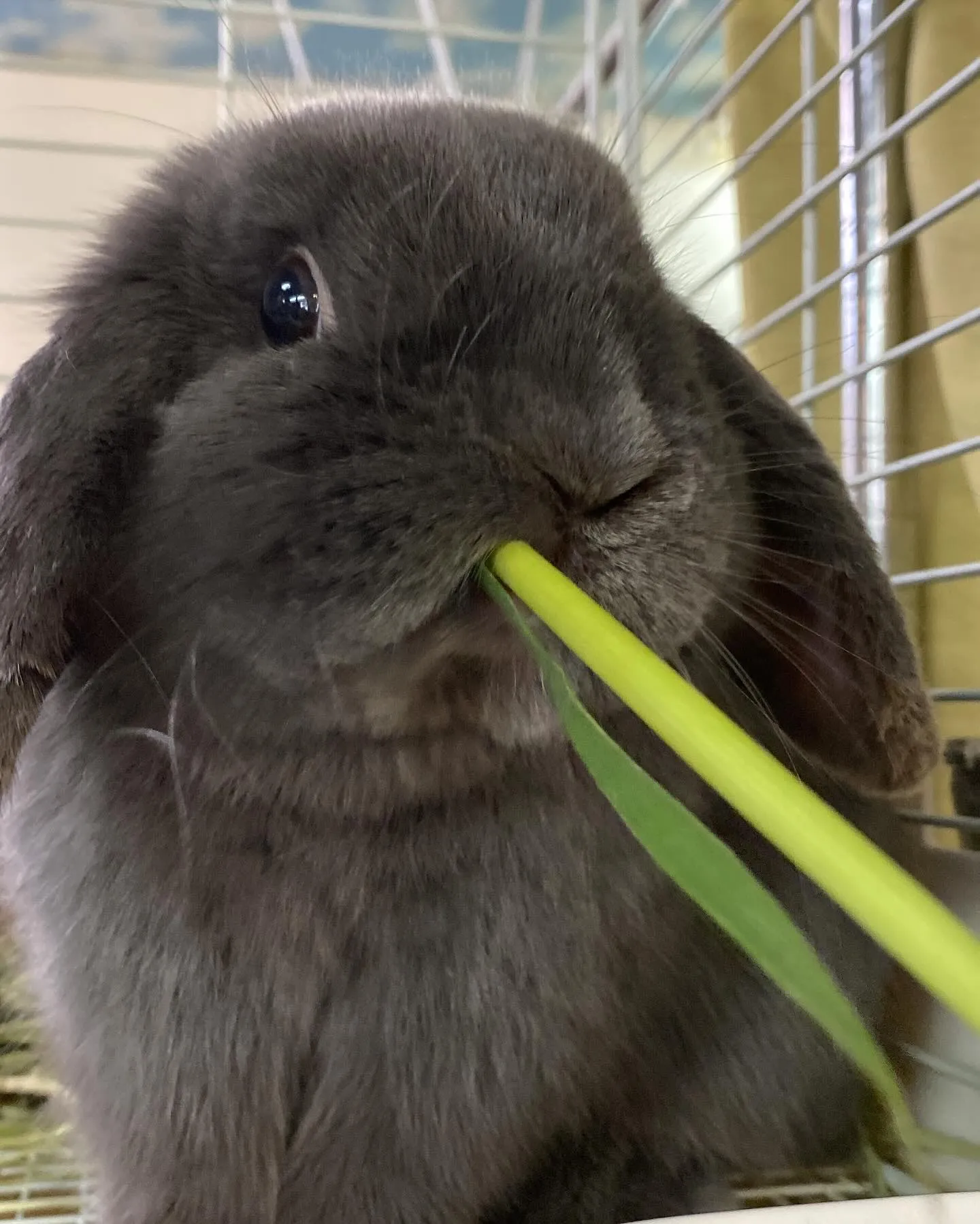 ☆生牧草うんまい☆