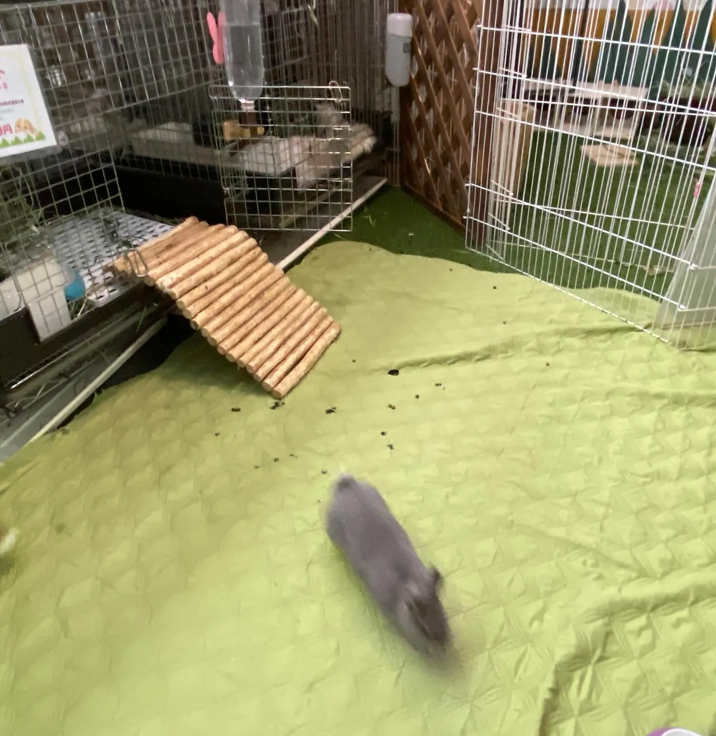 ☆うさぎの多頭飼い☆