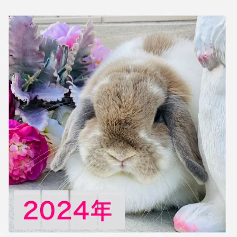 2024年うまれのうさぎ達を順次UPします🐰✨