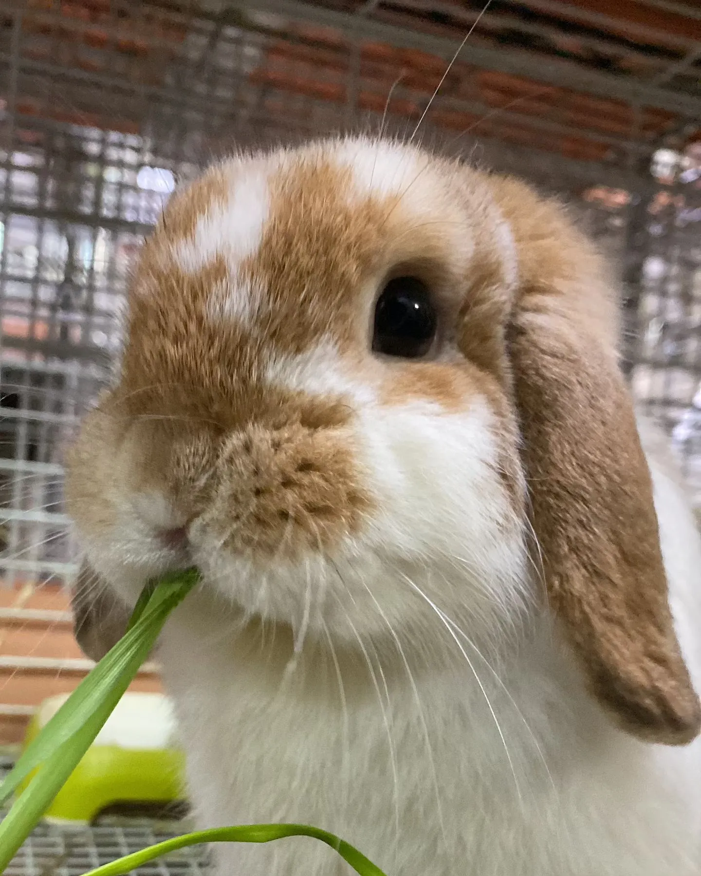 ☆中央牧草センター産生牧草☆