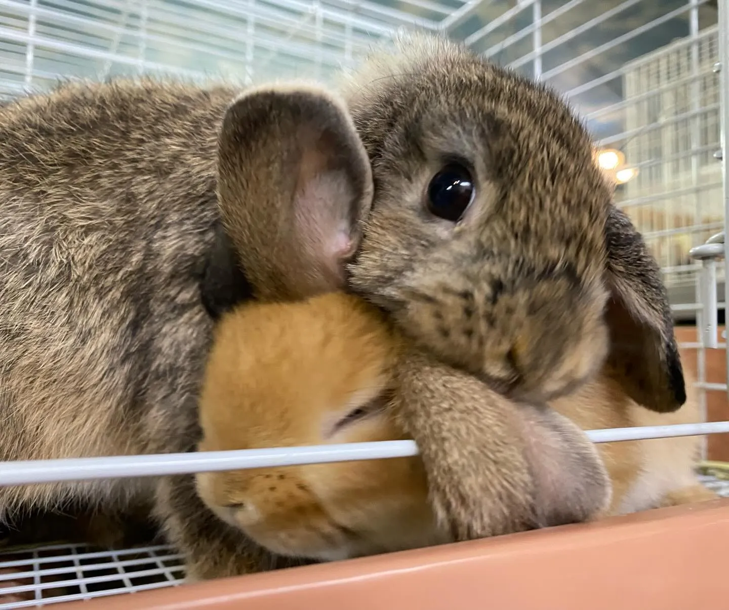 ☆たれ耳うさぎ☆