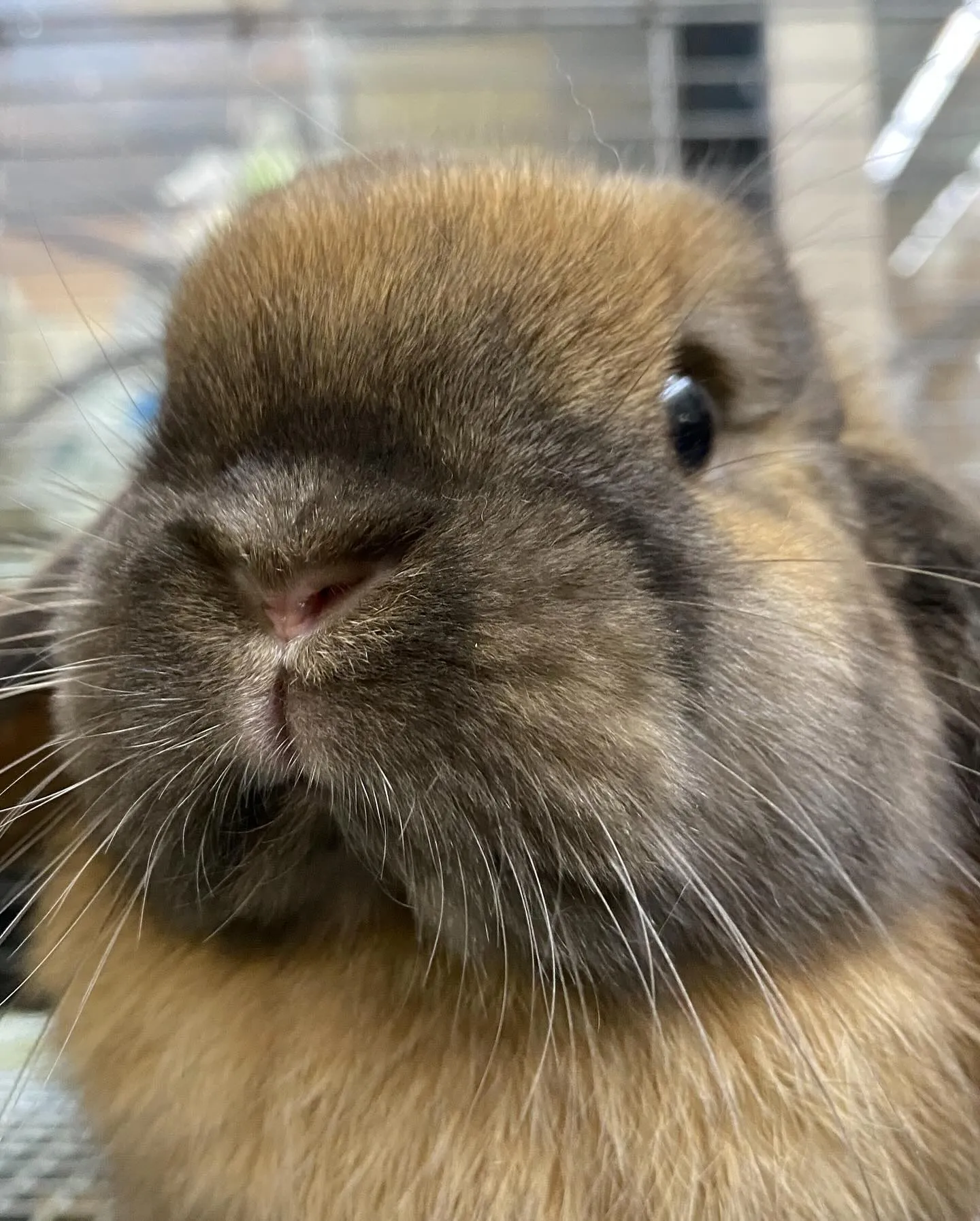 ☆お迎えお待ちしておりまーす☆