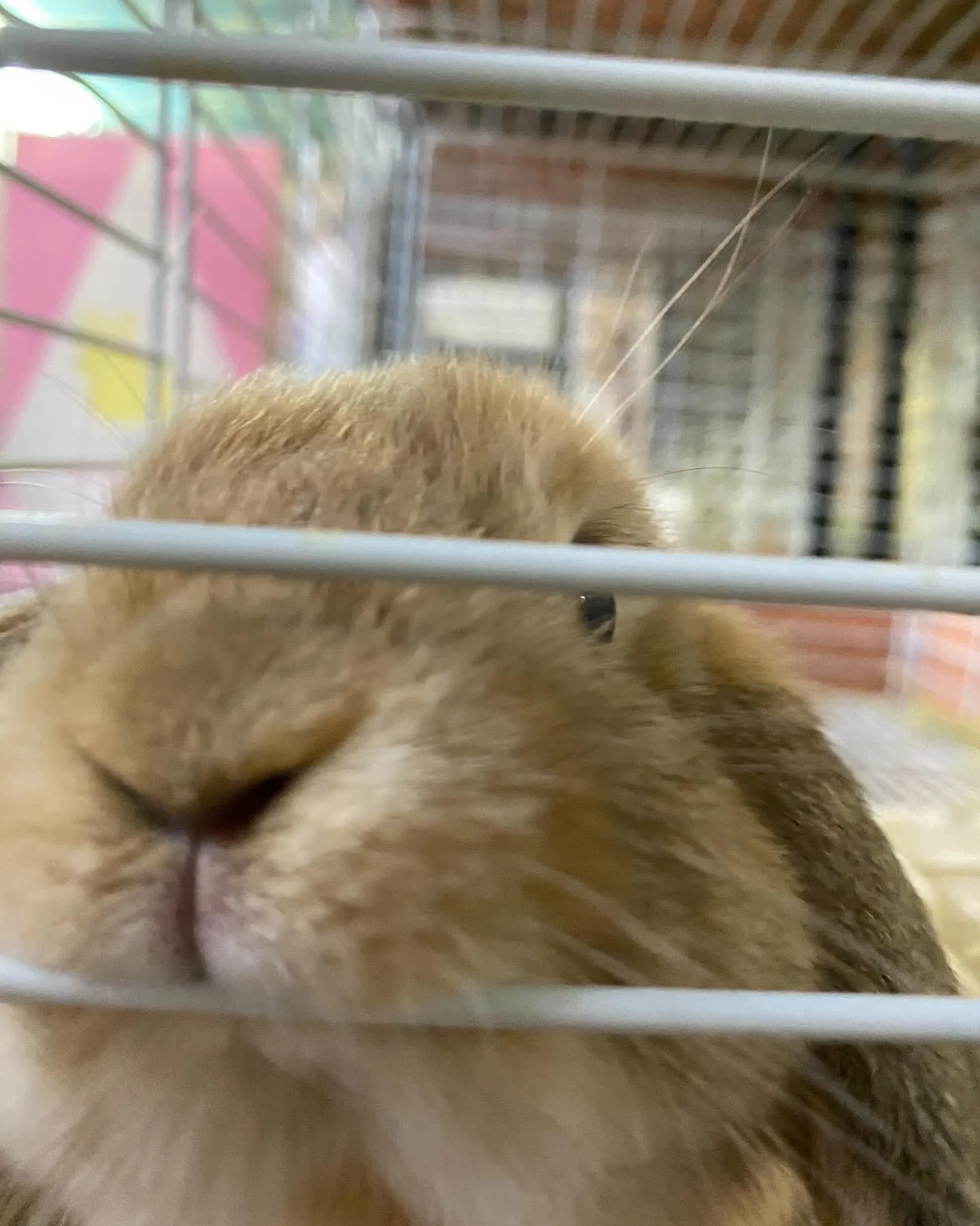 ☆お迎えお待ちしておりまーす☆