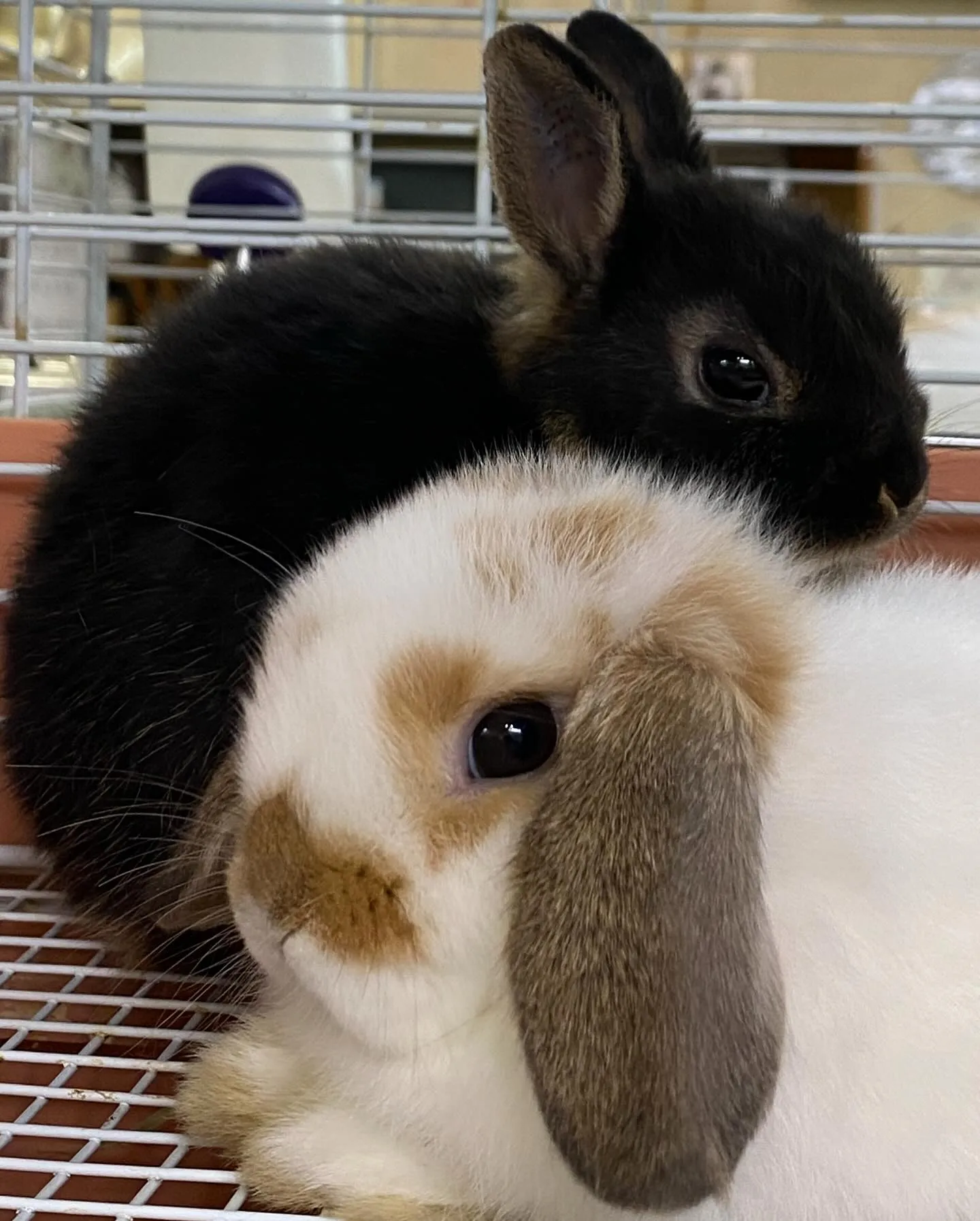 ☆お迎えお待ちしておりまーす☆