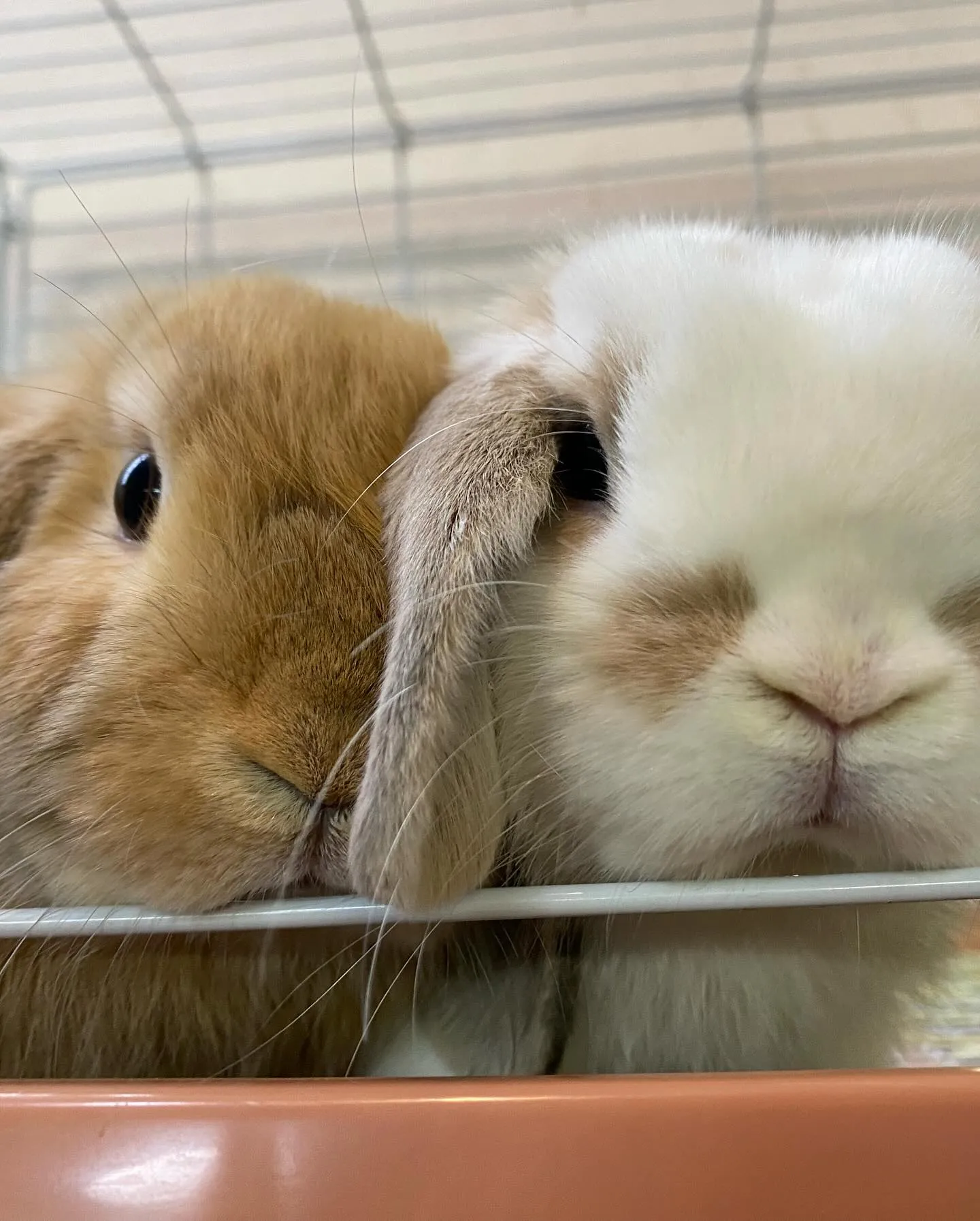 ☆お迎えお待ちしておりまーす☆