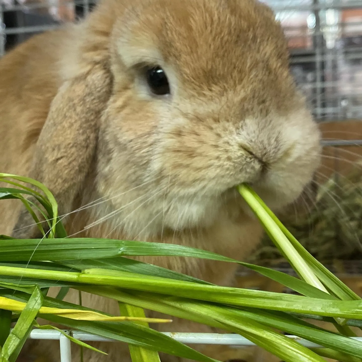 ☆生牧草☆
