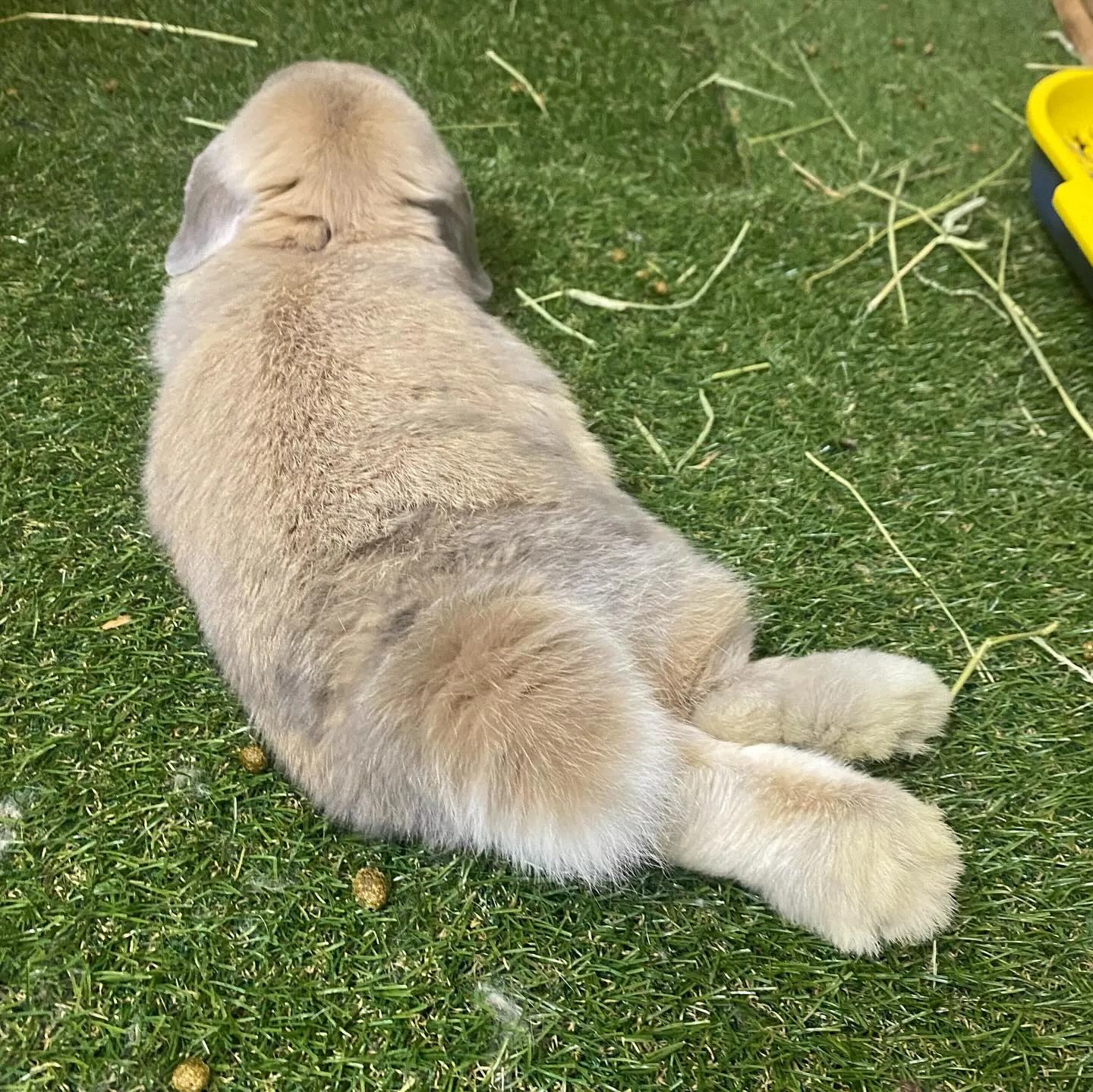 ☆今日のうさケツ☆