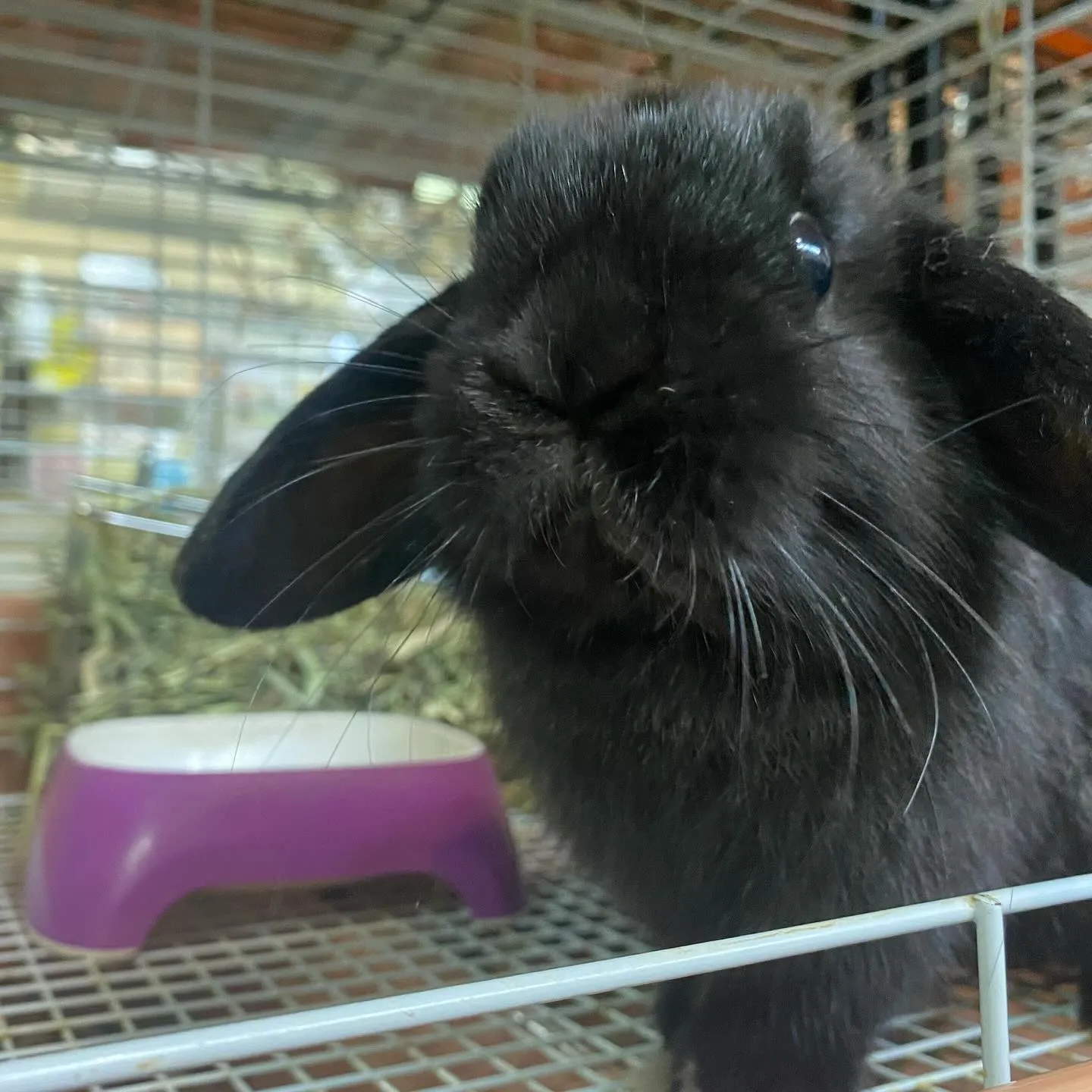 ☆たれみみうさぎーず☆