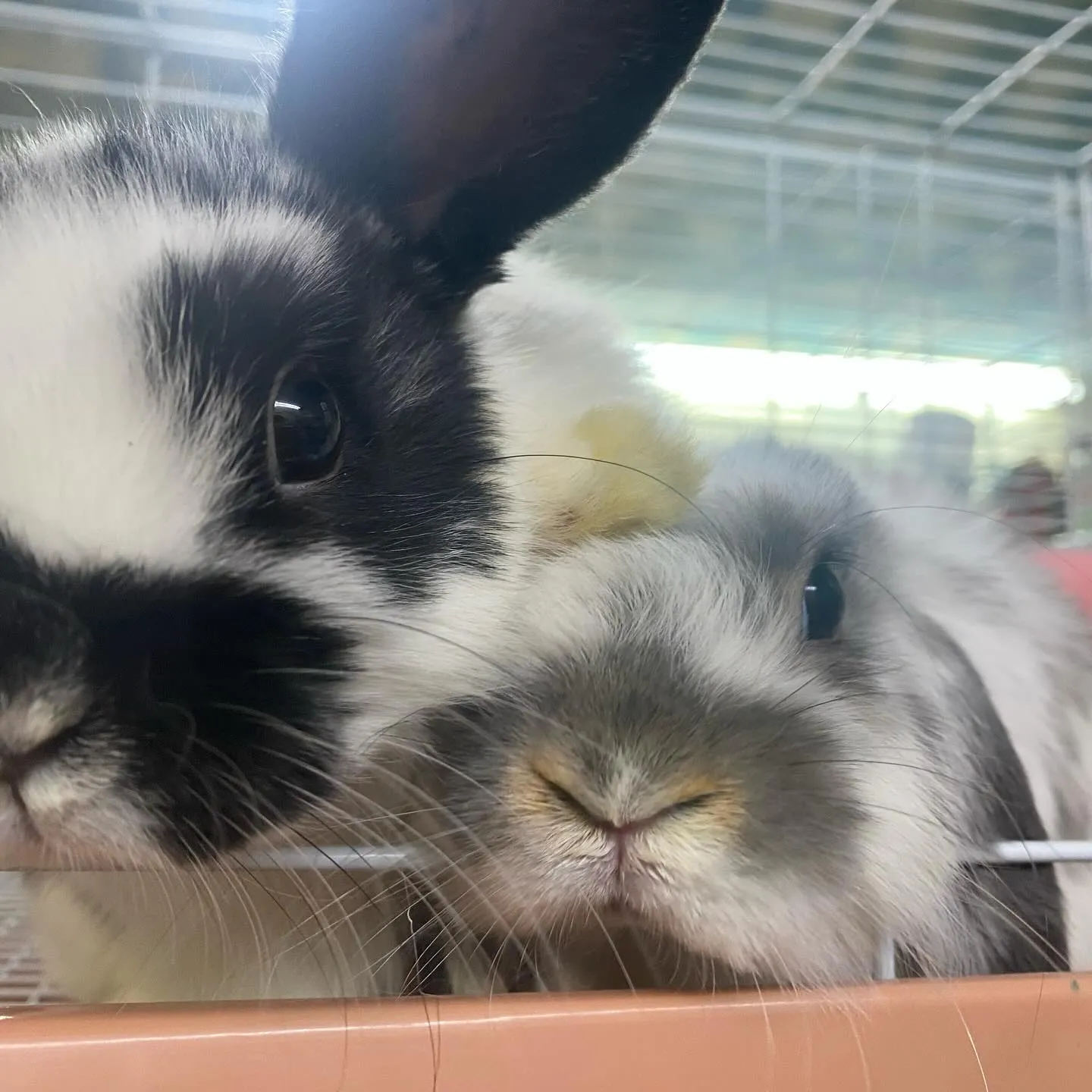 ☆たれみみうさぎーず☆