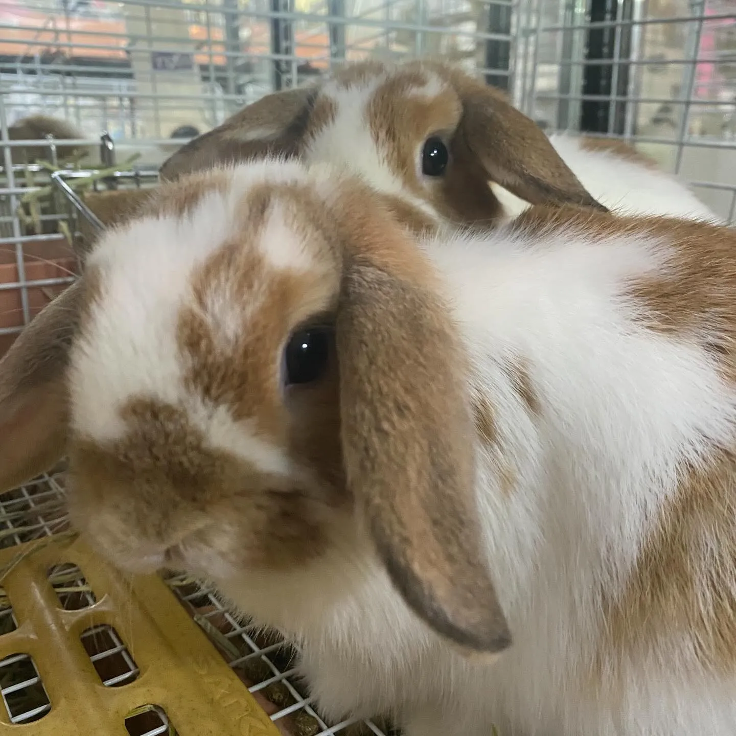 ☆たれみみうさぎーず☆