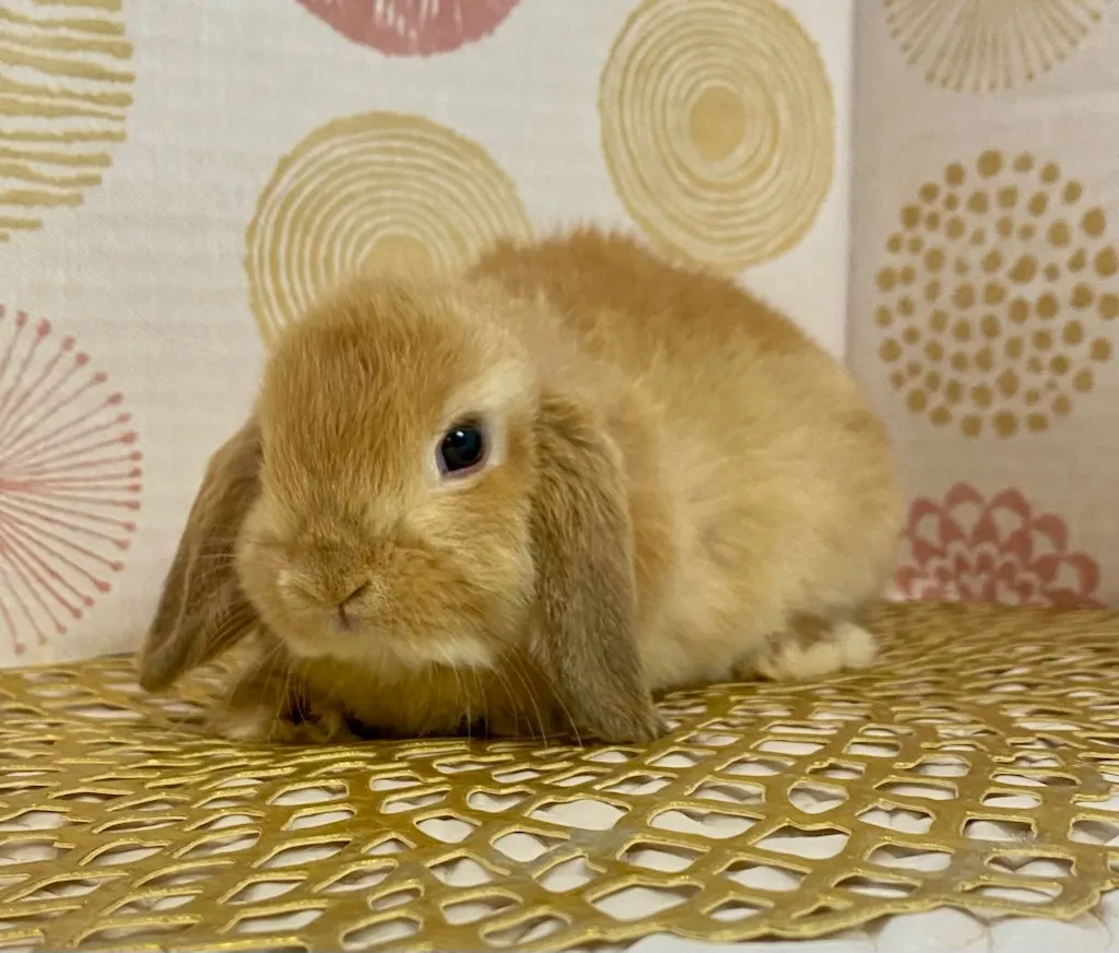 ☆お迎え済☆オレンジ