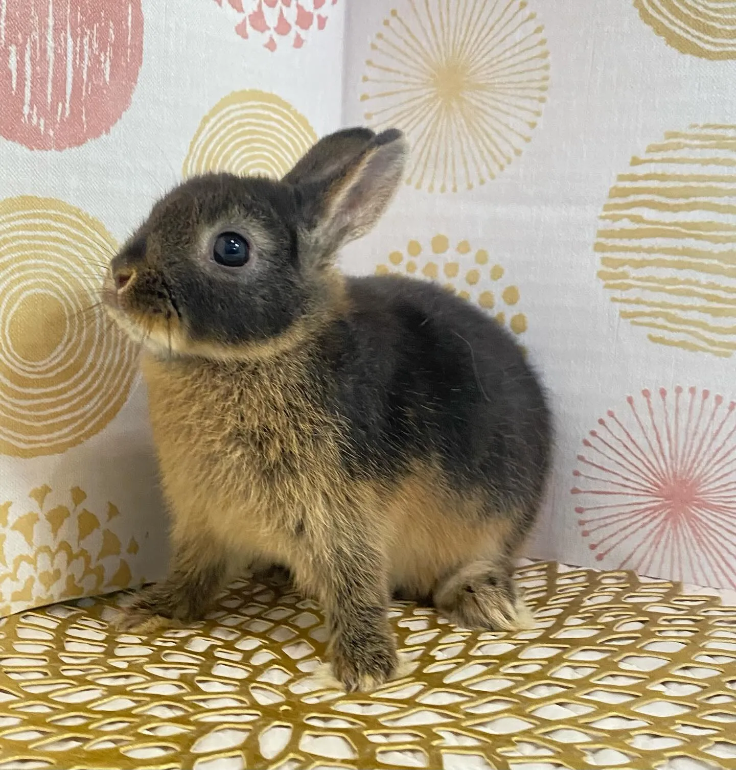 ☆子うさぎ入舎情報☆