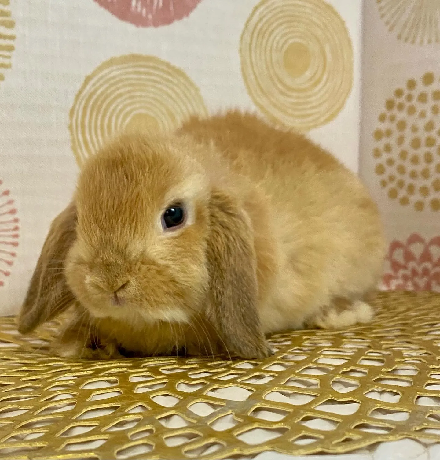 ☆子うさぎ入舎情報☆