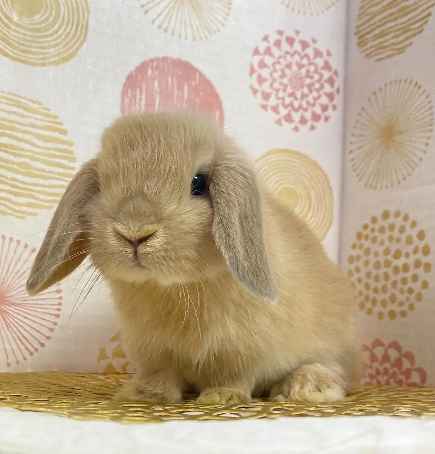 ☆子うさぎ入舎情報☆