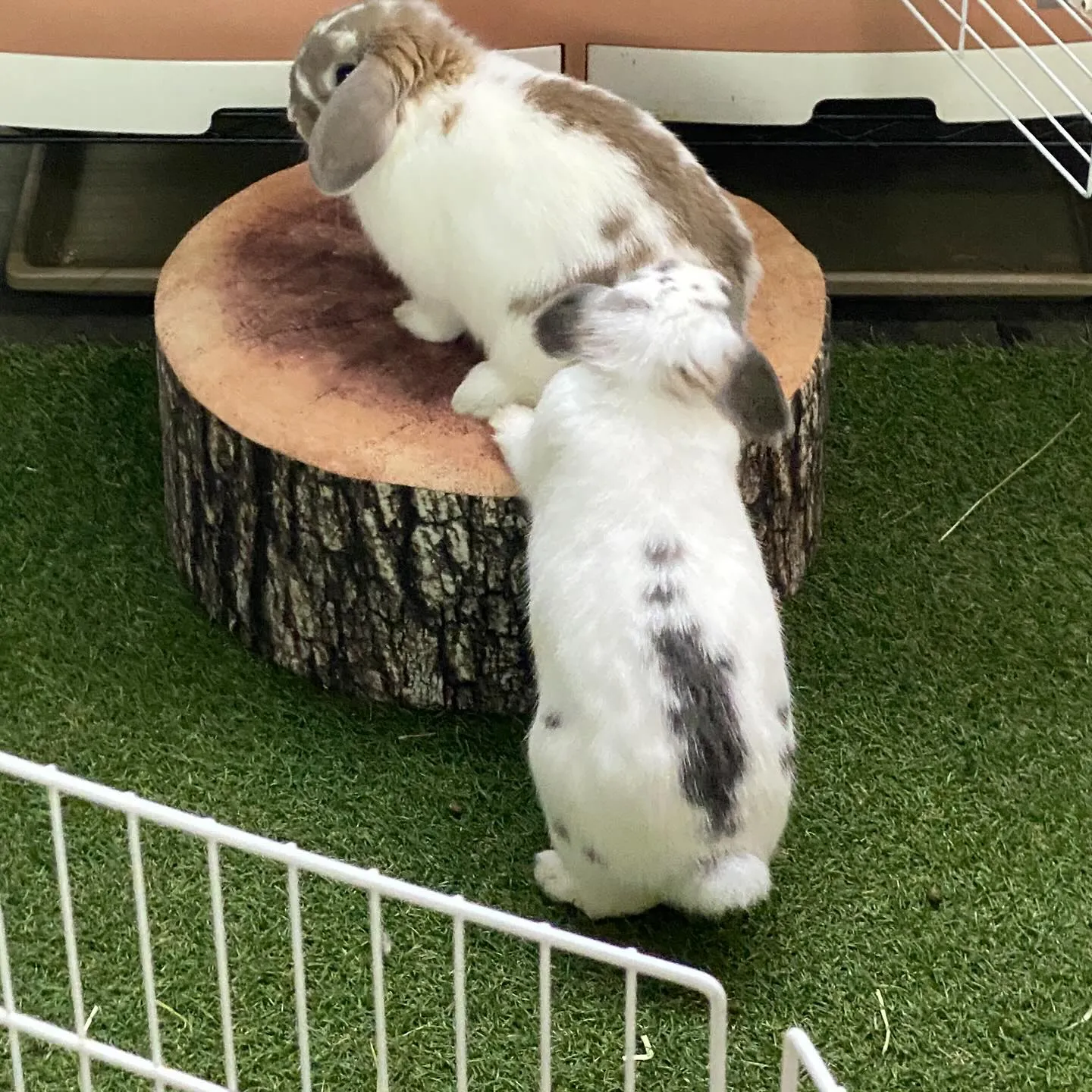 ☆ぴょんぴょんダッシュ☆