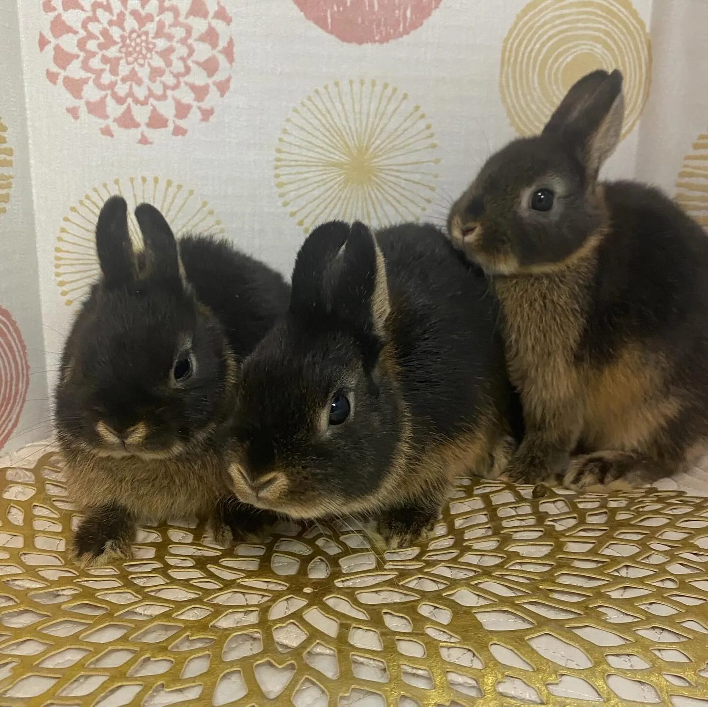 ☆ネザートリオ☆