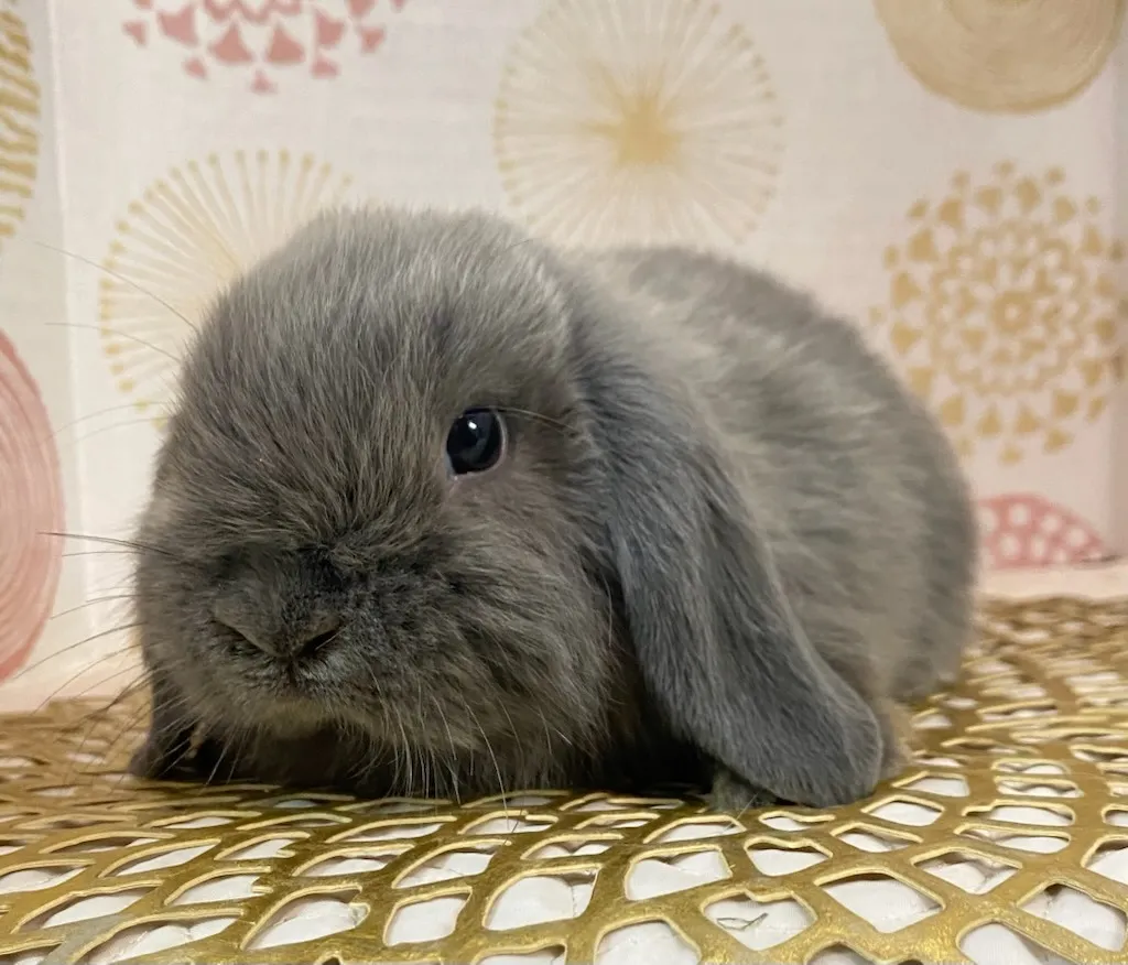 ☆お迎え済☆ブルー