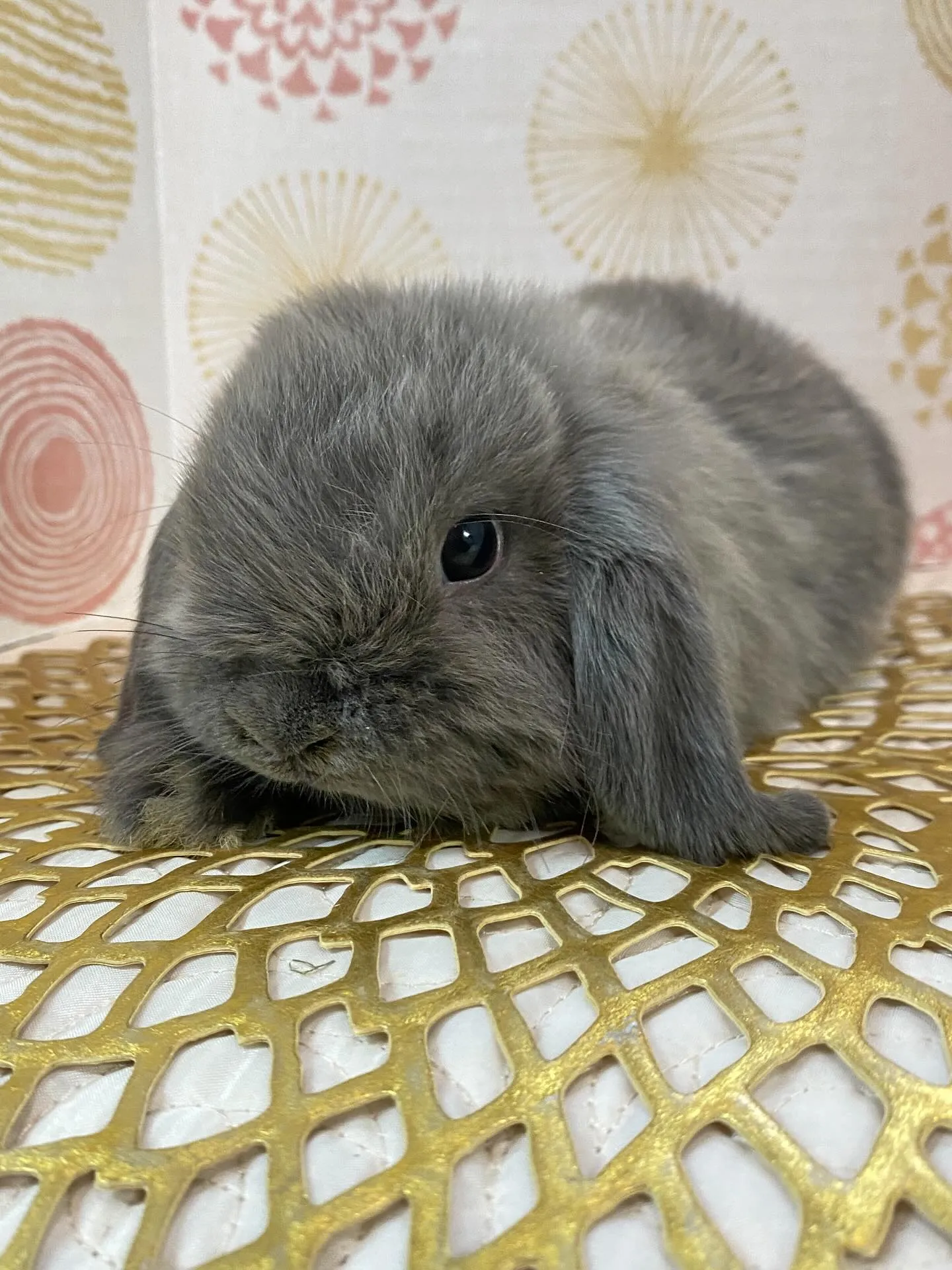 ☆子うさぎ入舎情報☆