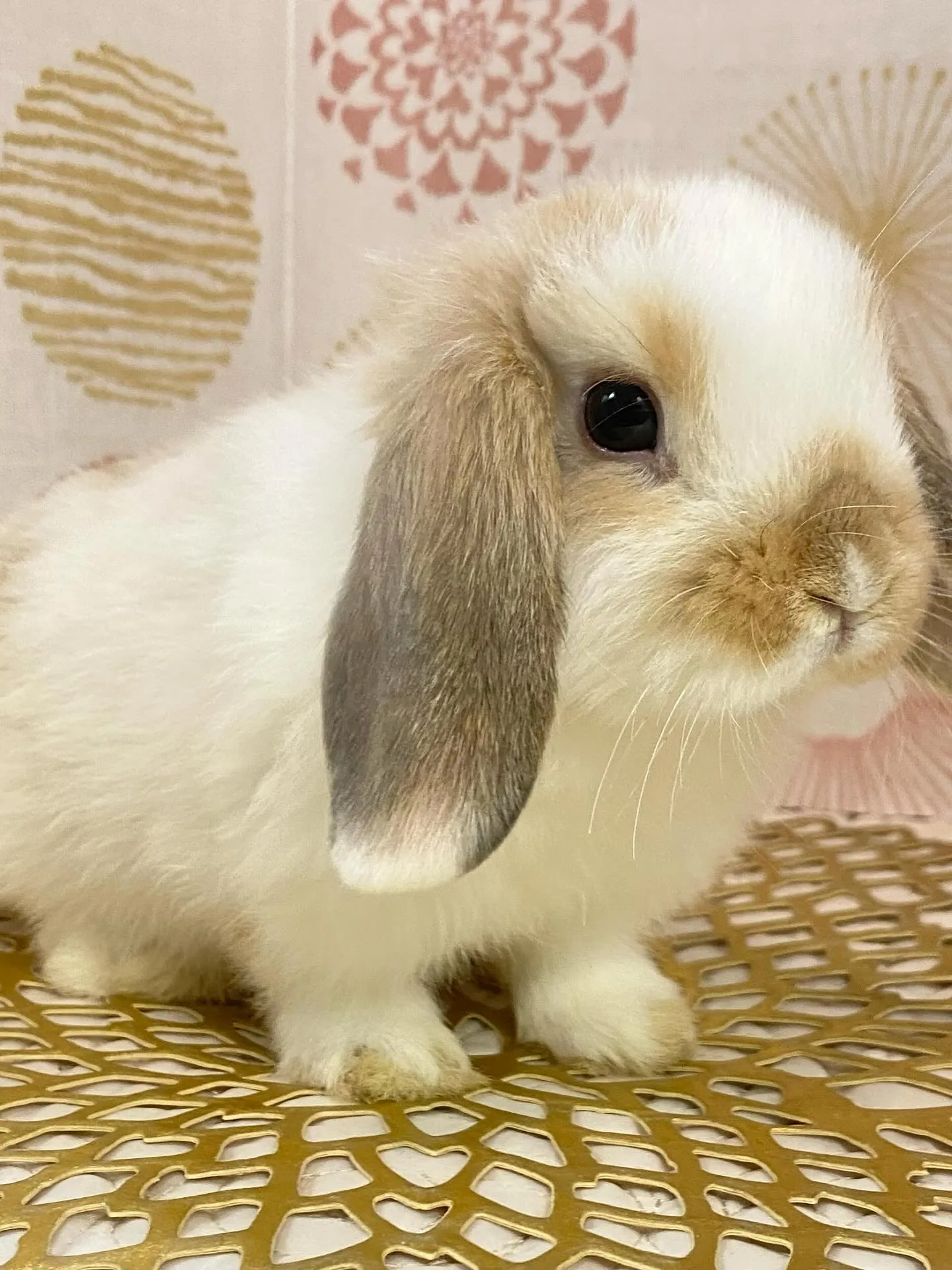 ☆子うさぎ入舎情報☆