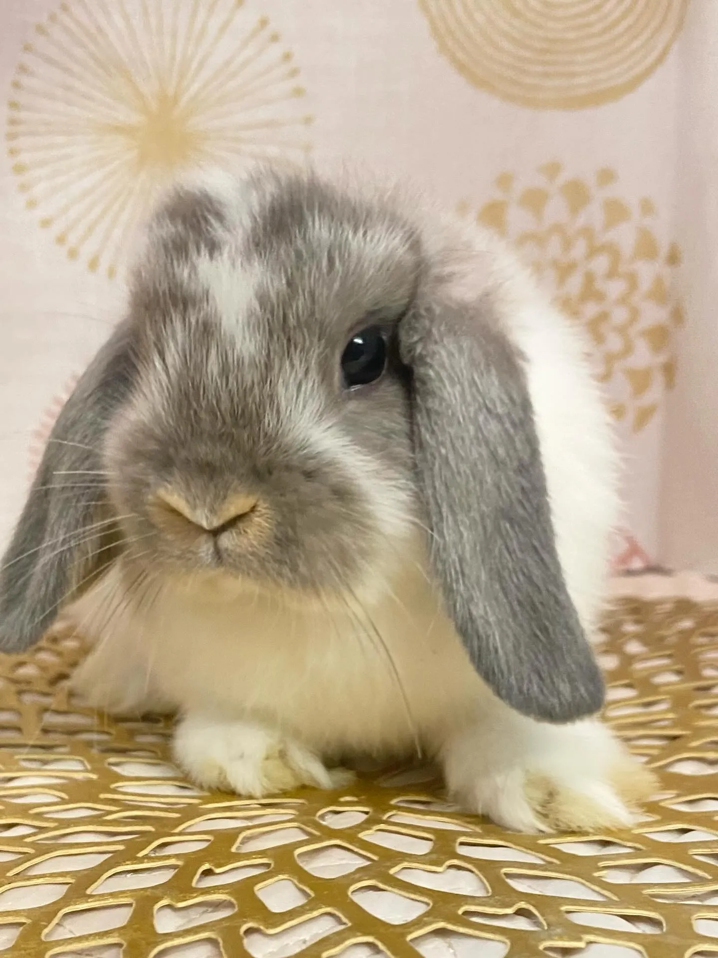 ☆子うさぎ入舎情報☆