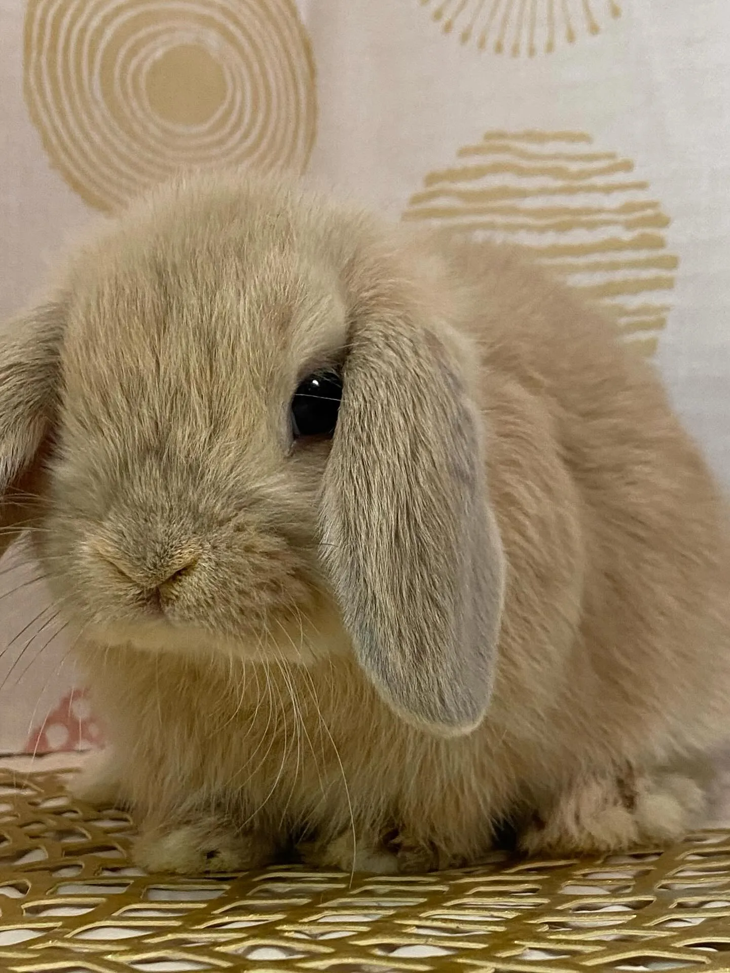 ☆子うさぎ入舎情報☆