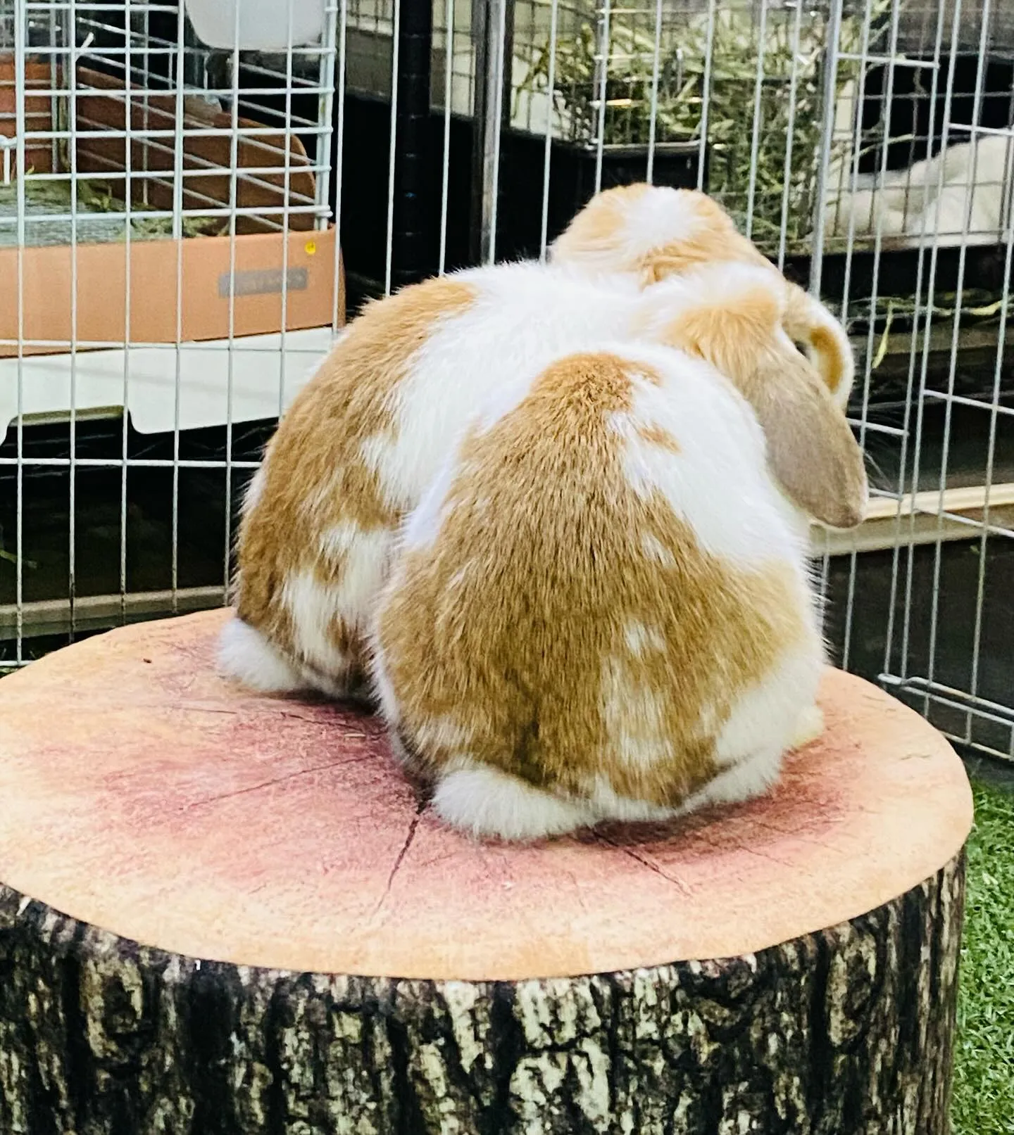 ☆うさぎお迎えキャンペーン実施中☆