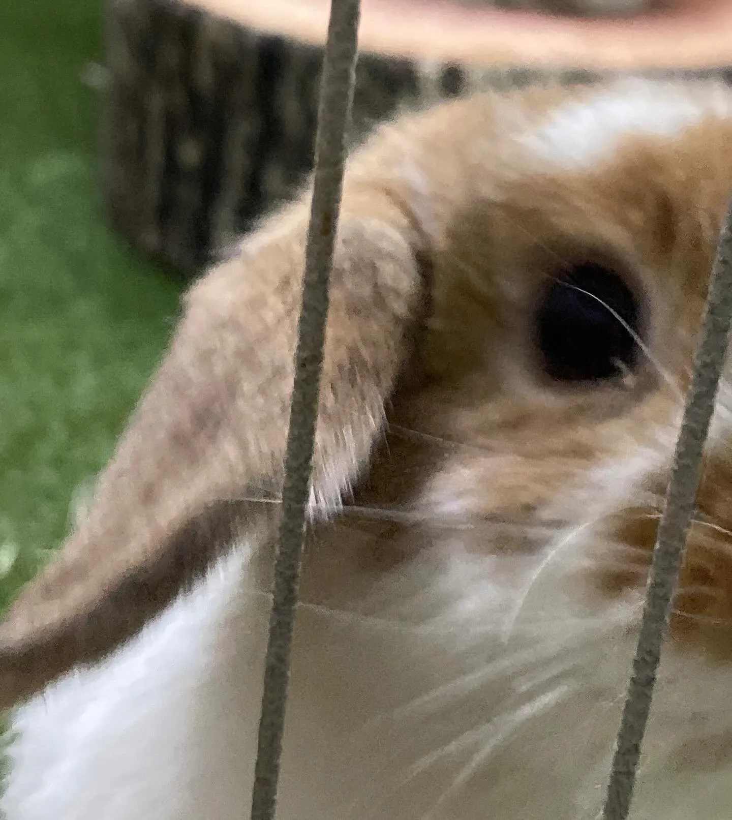 ☆うさぎお迎えキャンペーン実施中☆