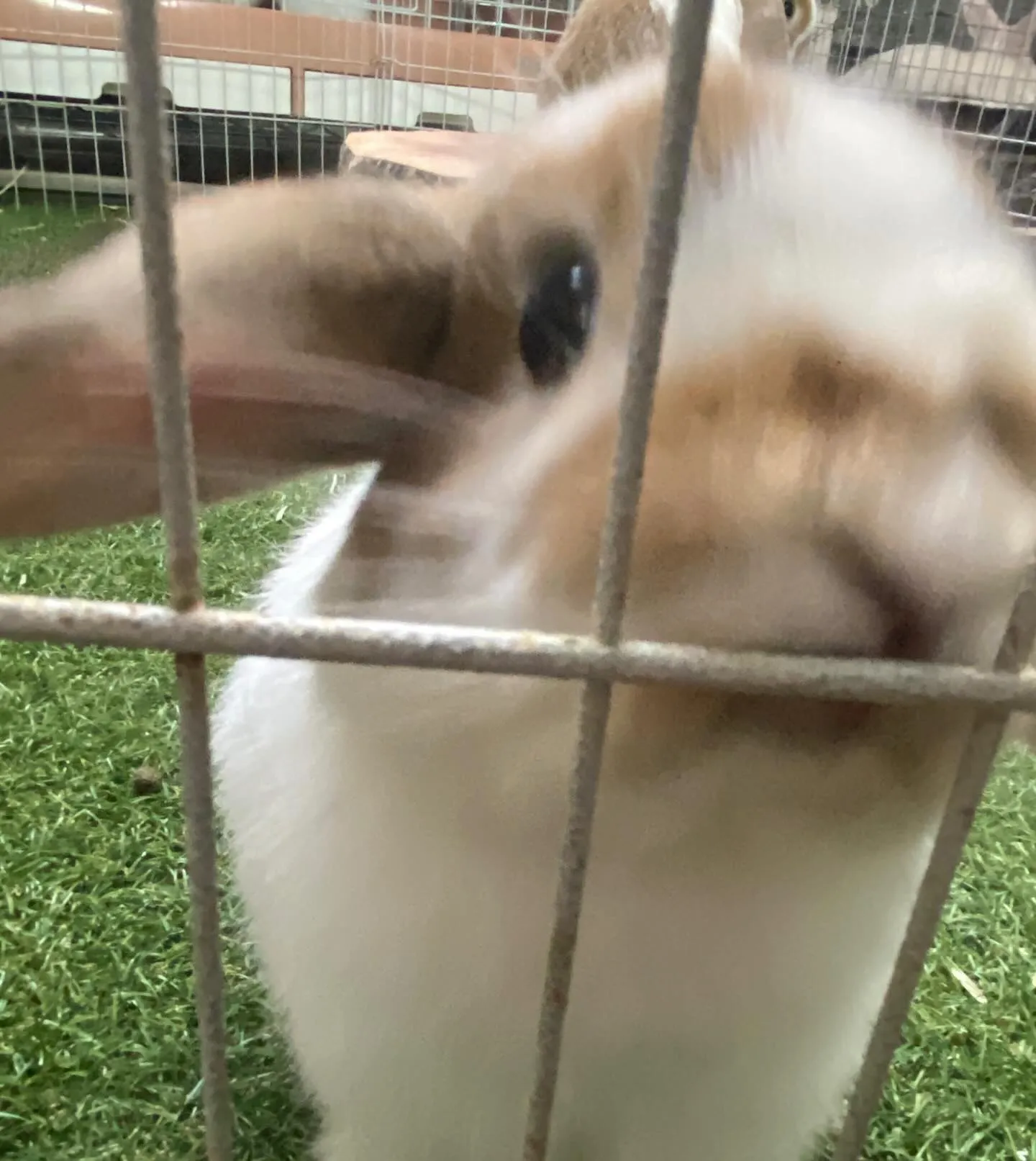 ☆うさぎお迎えキャンペーン実施中☆