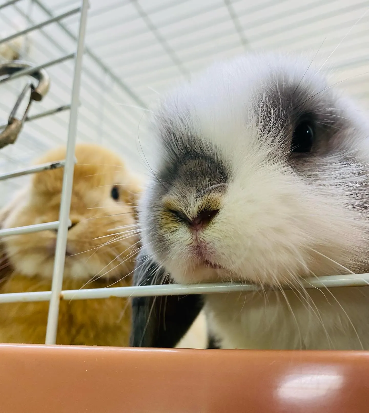 ☆うさぎお迎えキャンペーン実施中☆