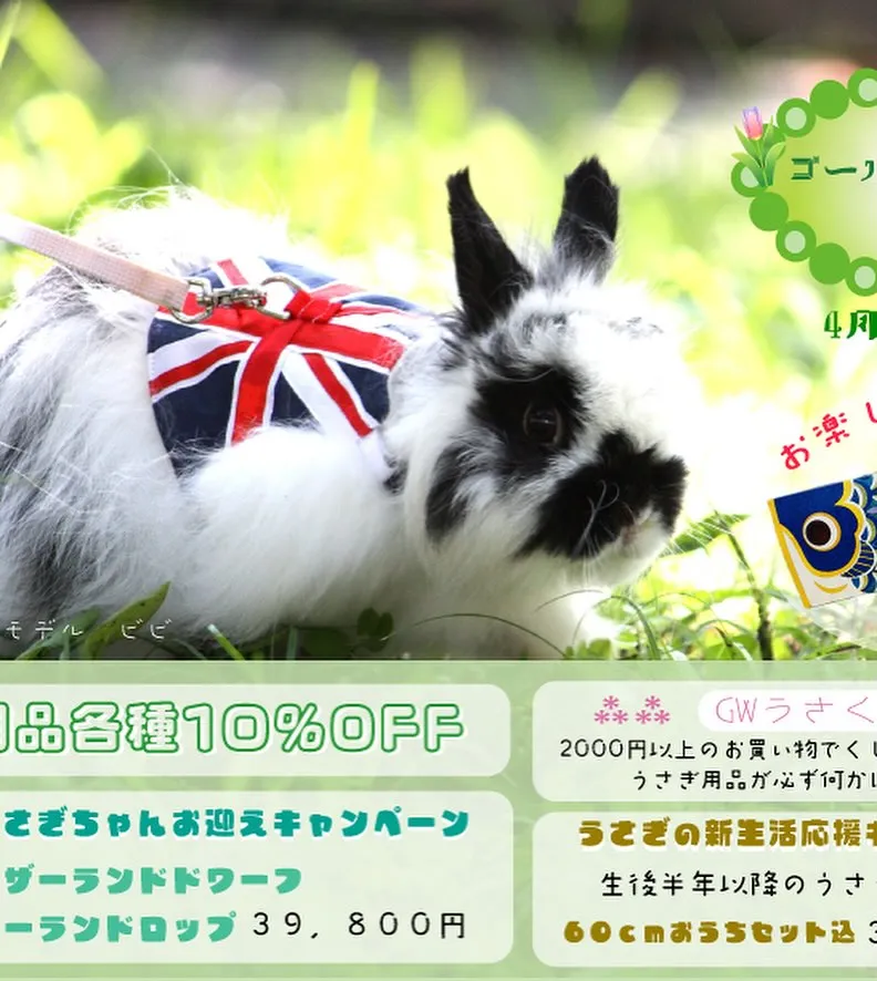 ☆うさぎお迎えキャンペーン実施中☆