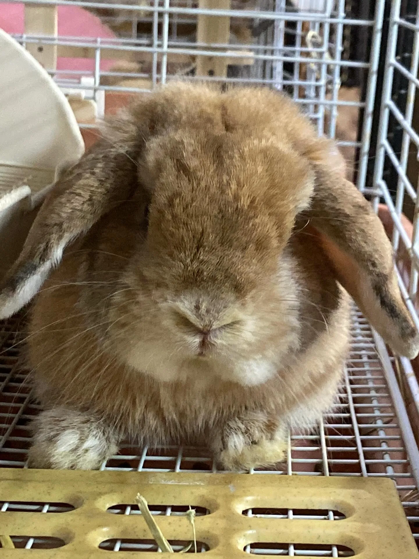 ☆プラすのこ☆