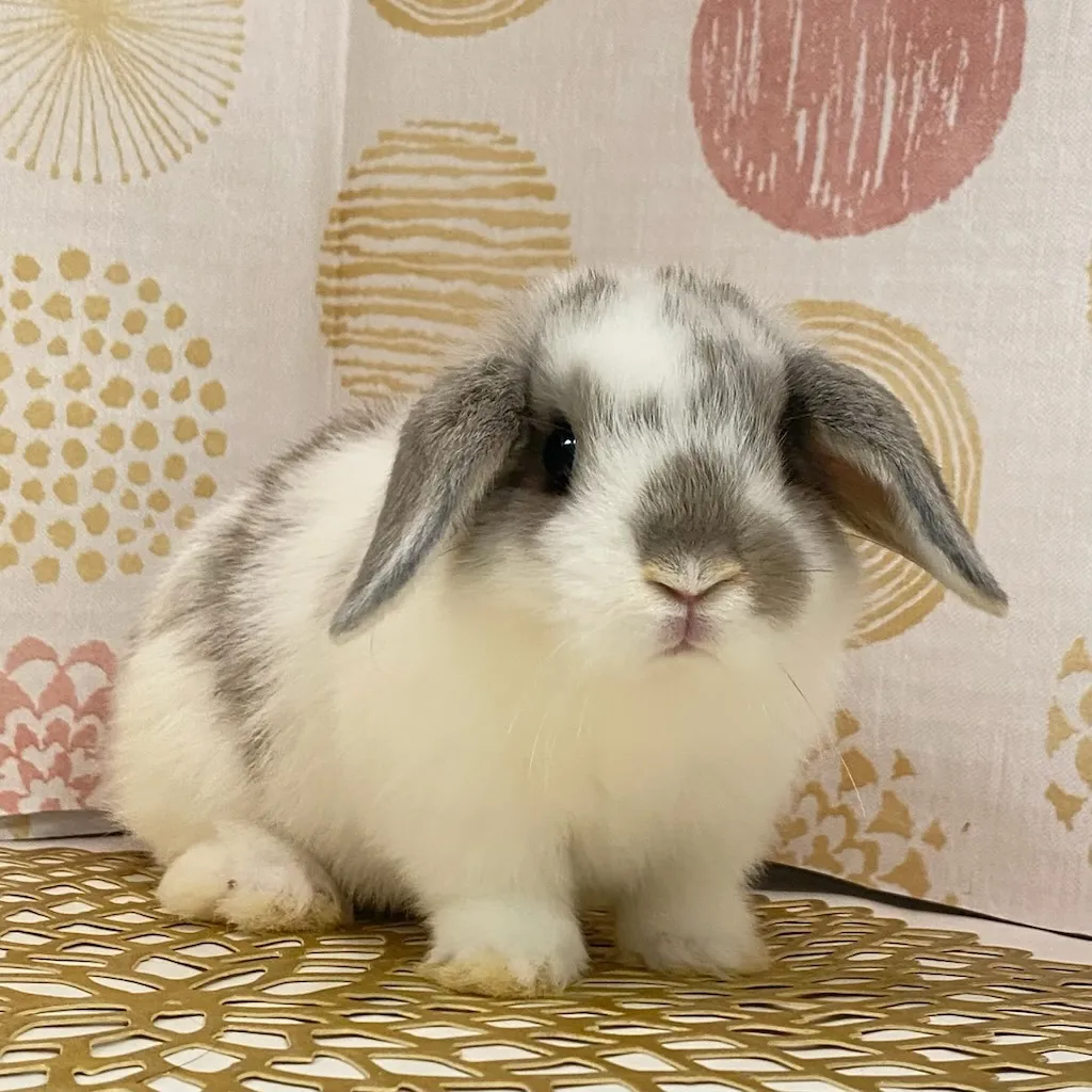 ☆お迎え済☆ブロークンオパール