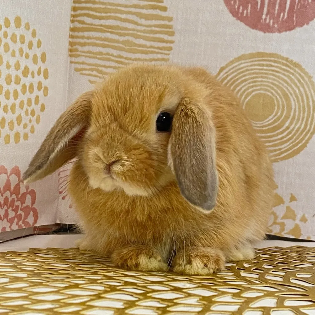 ☆お迎え済☆オレンジ