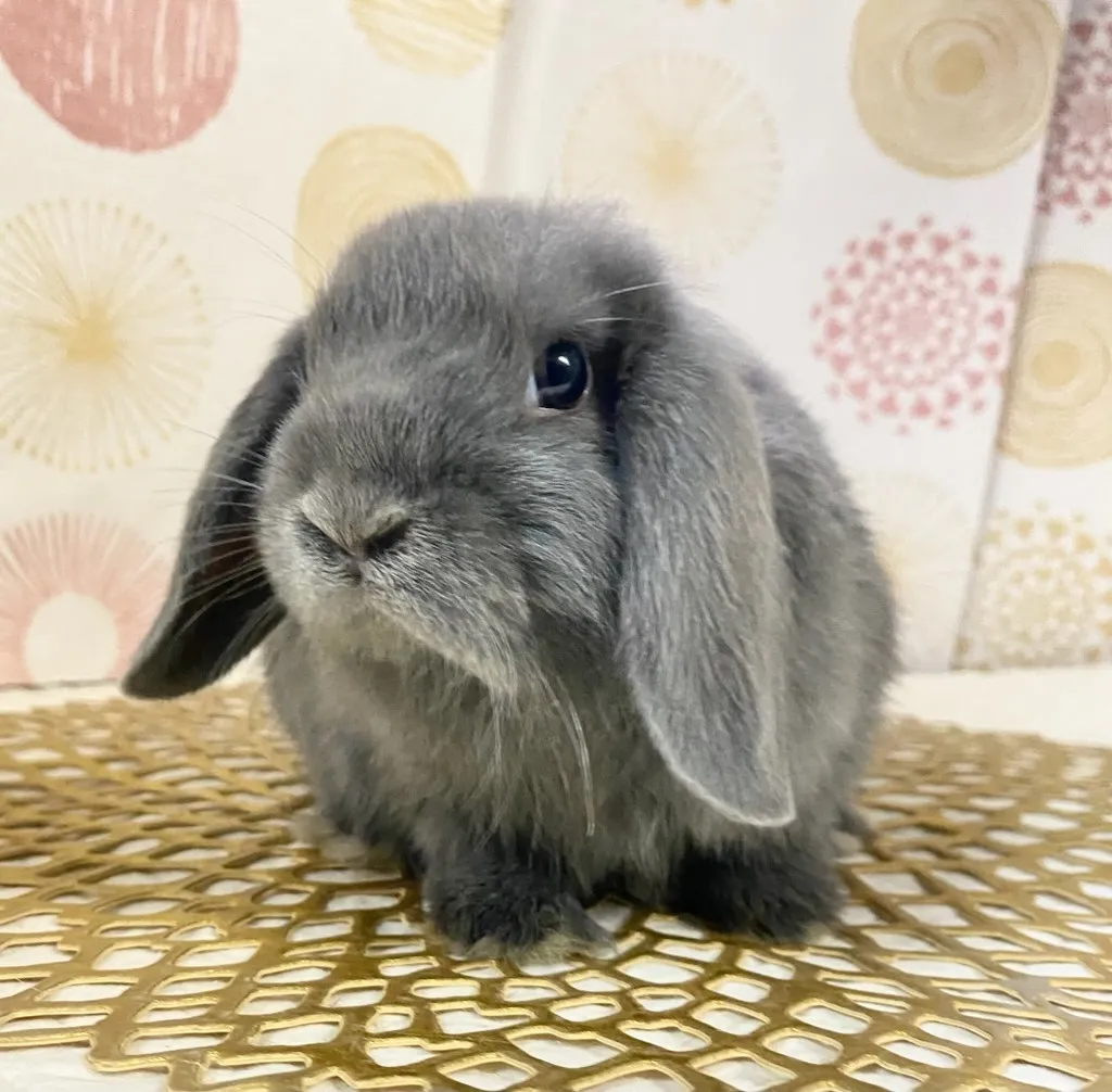 ☆お迎え済☆ブルー