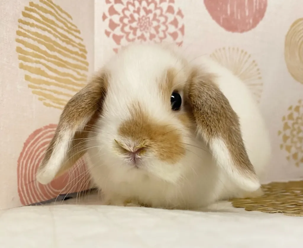 ☆お迎え済☆ブロークンオレンジ