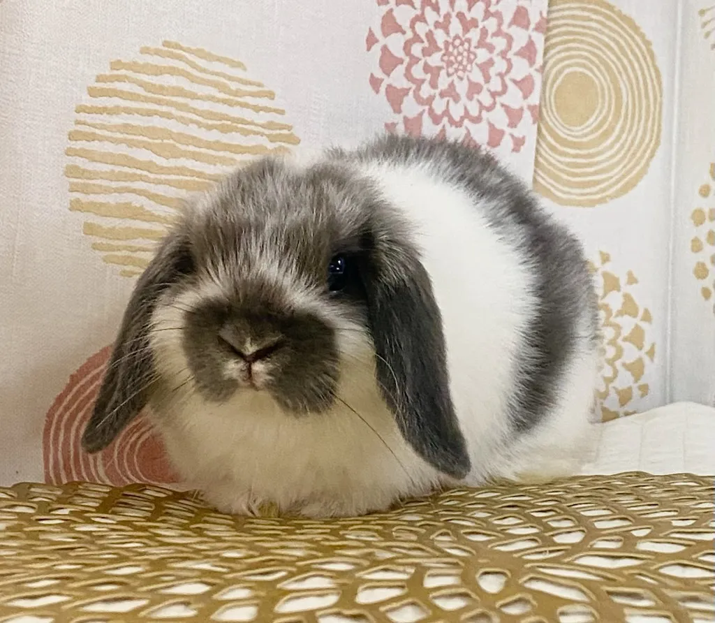 ☆お迎え済☆ブロークンオパール