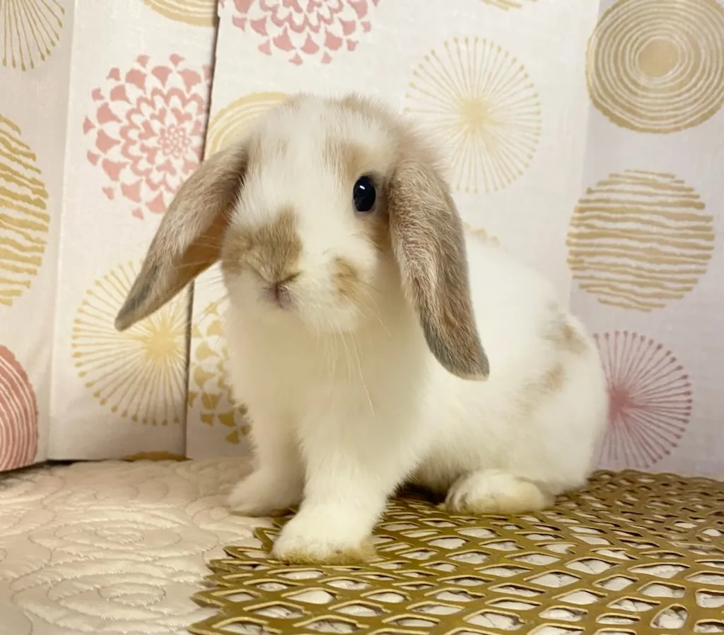 ☆お迎え済☆ブロークンリンクス