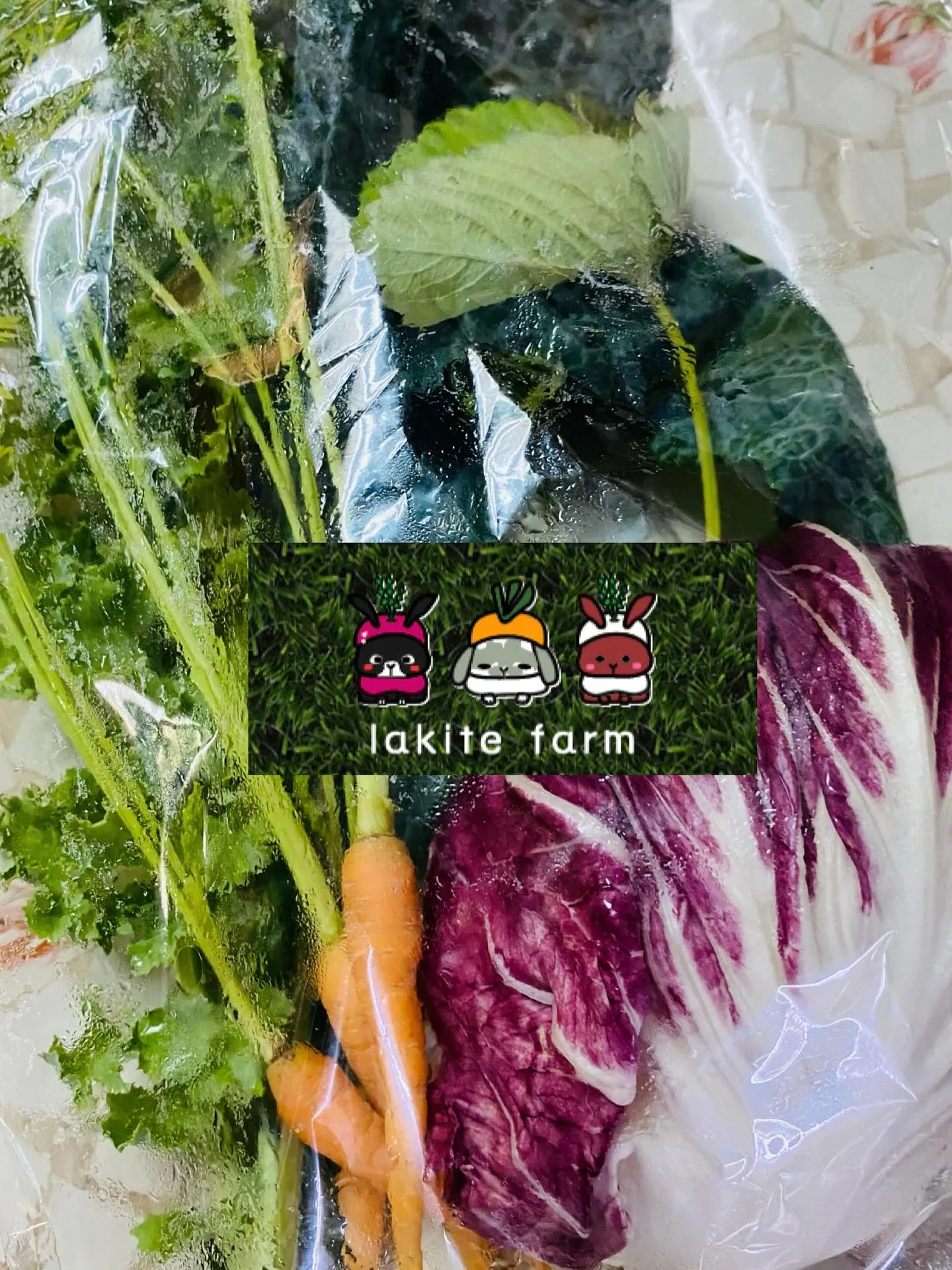 ☆ラキテ葉っぱ☆