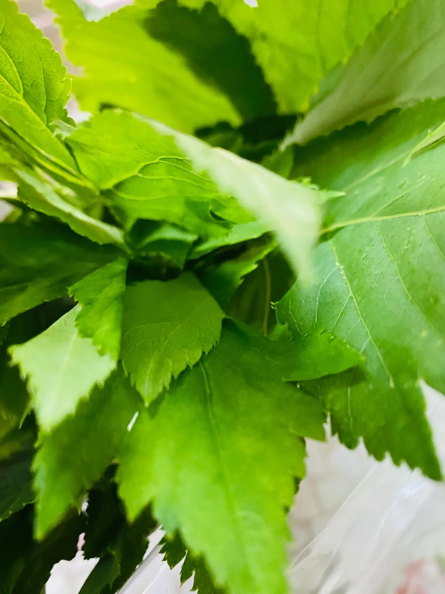 ☆ラキテ葉っぱ☆