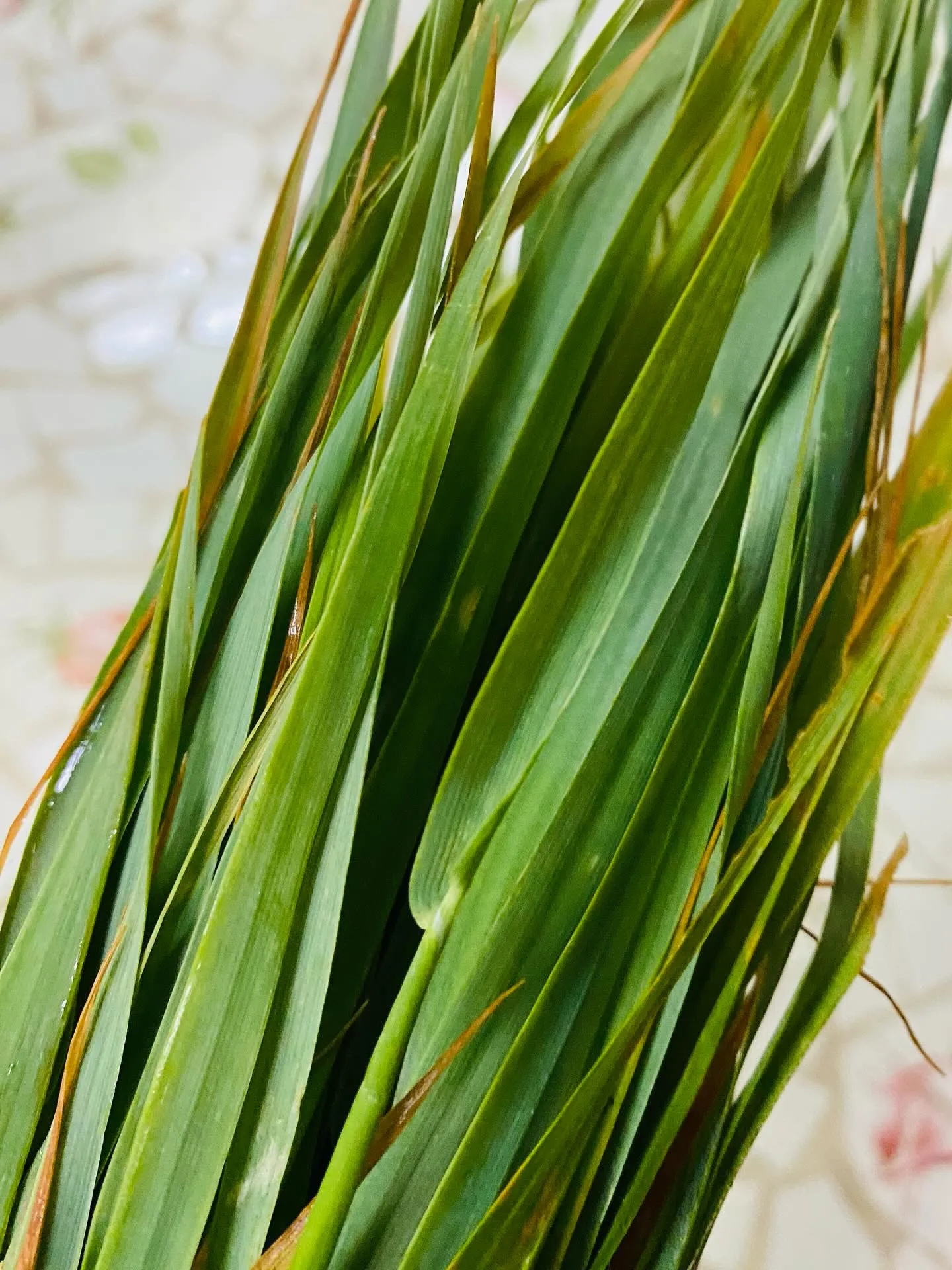 ☆ラキテ葉っぱ☆