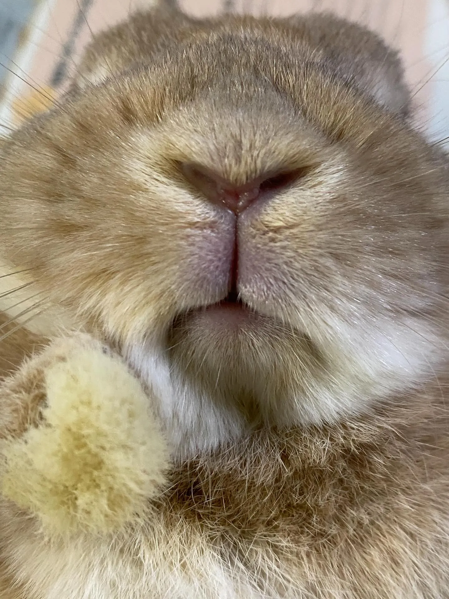 ☆うさぎのＹ☆