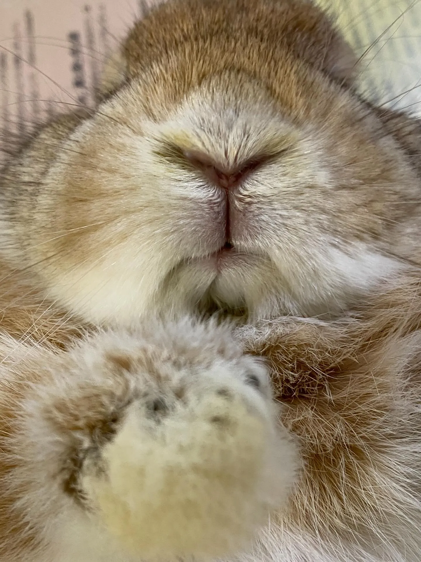 ☆うさぎのＹ☆