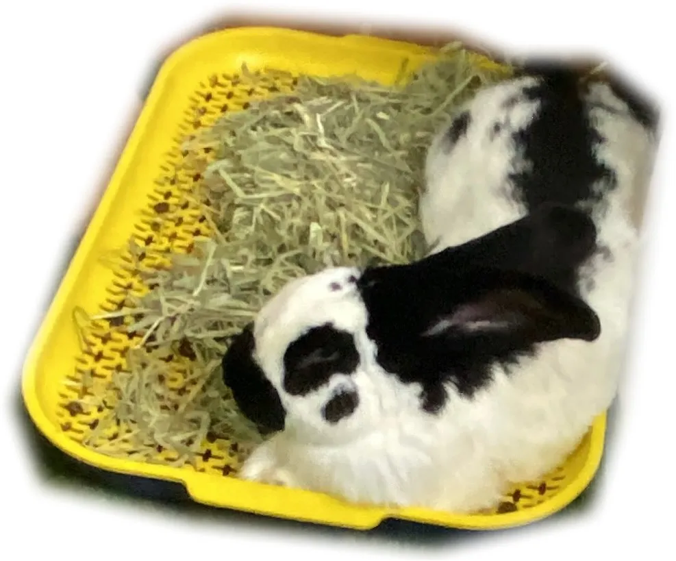 ☆大型うさぎにおすすめ☆