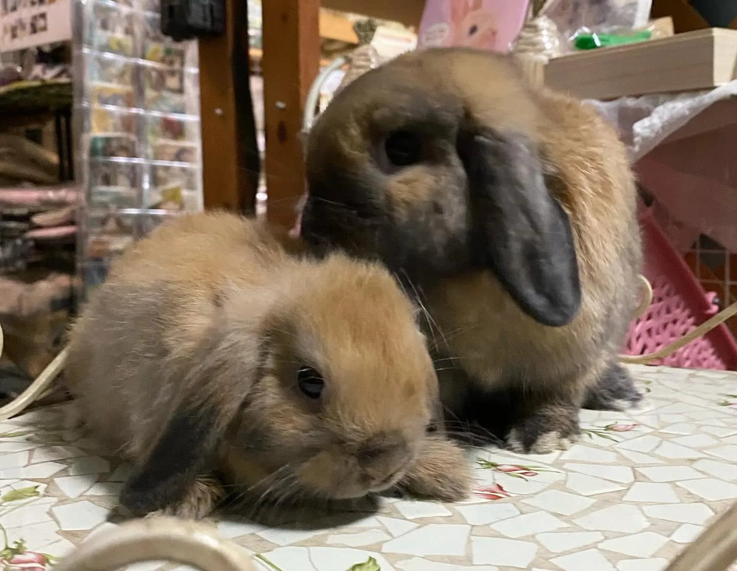 ☆トートカラー☆