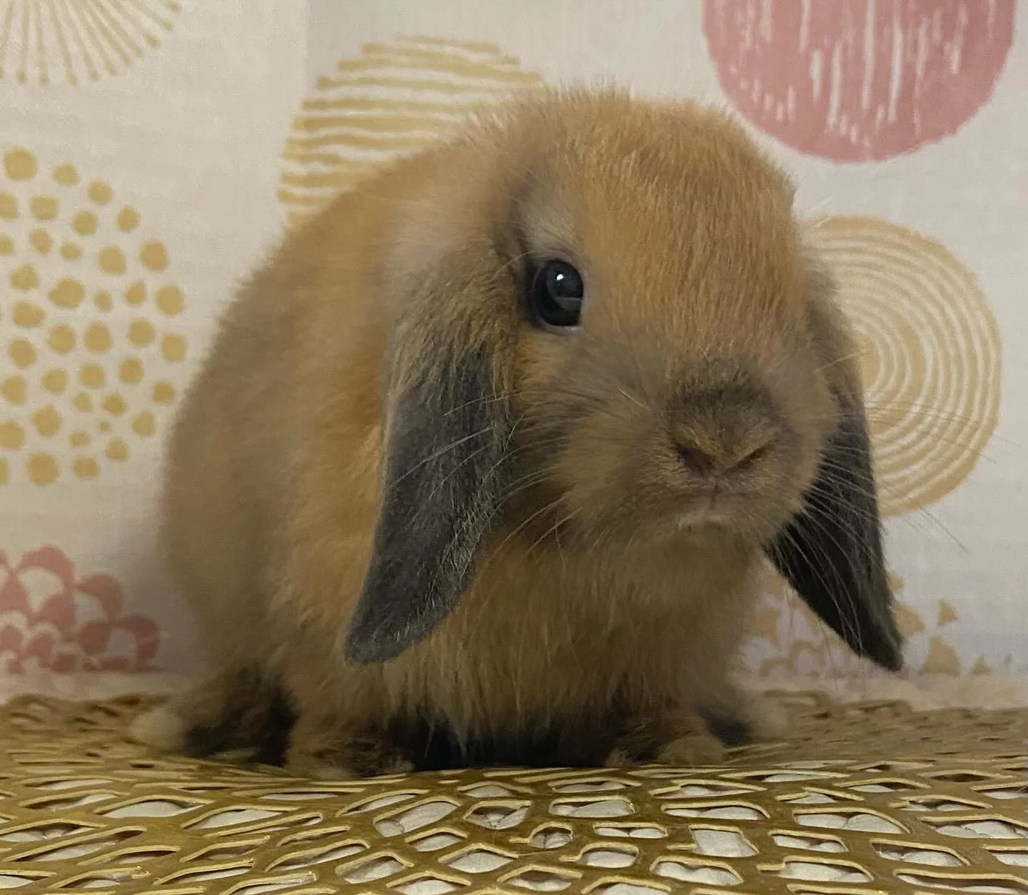 ☆子うさぎ情報☆