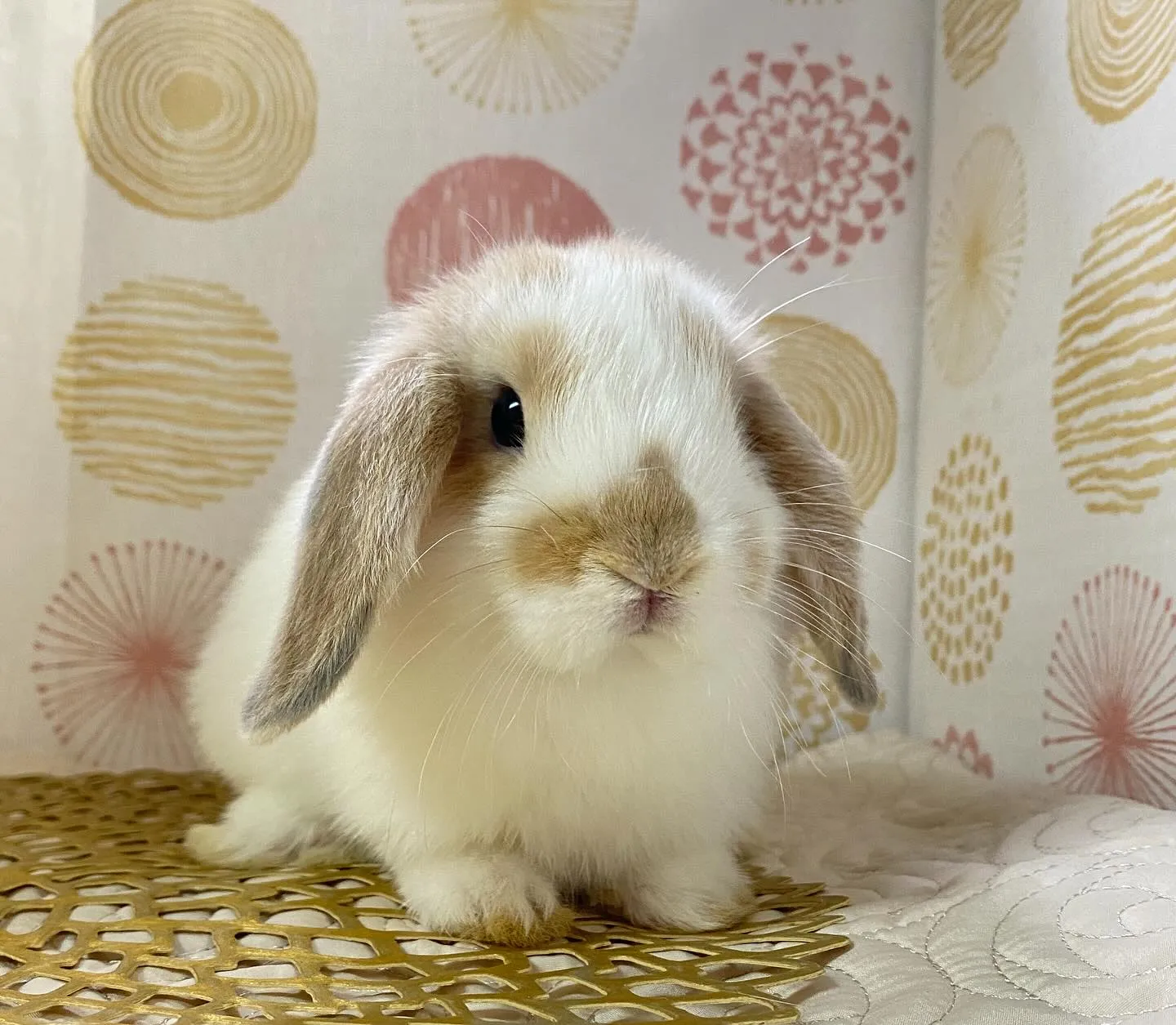 ☆子うさぎ情報☆