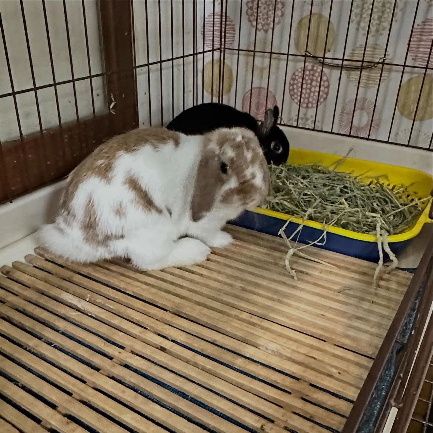 ☆牧草トイレ☆